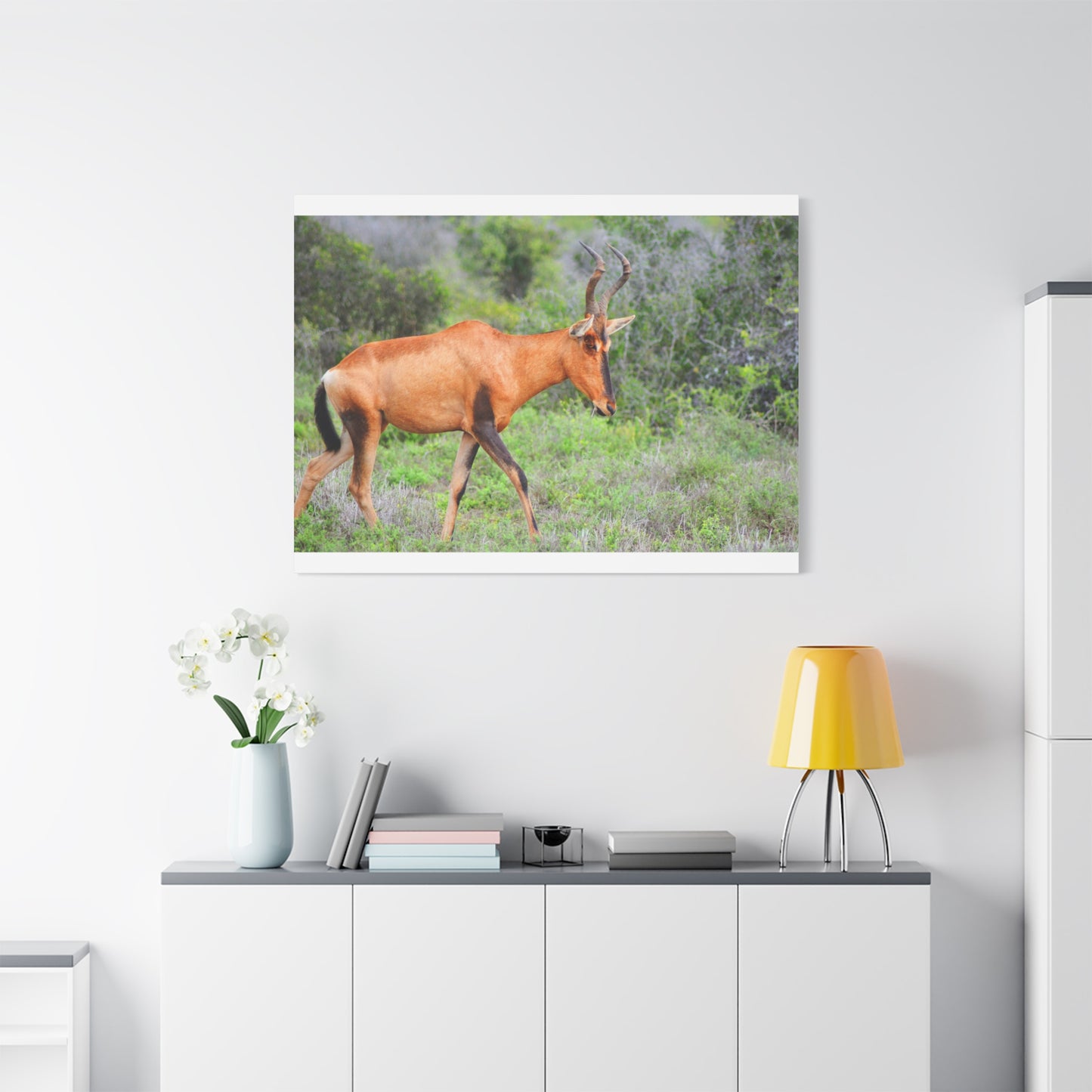 Red Hartebeest - Canvas Print