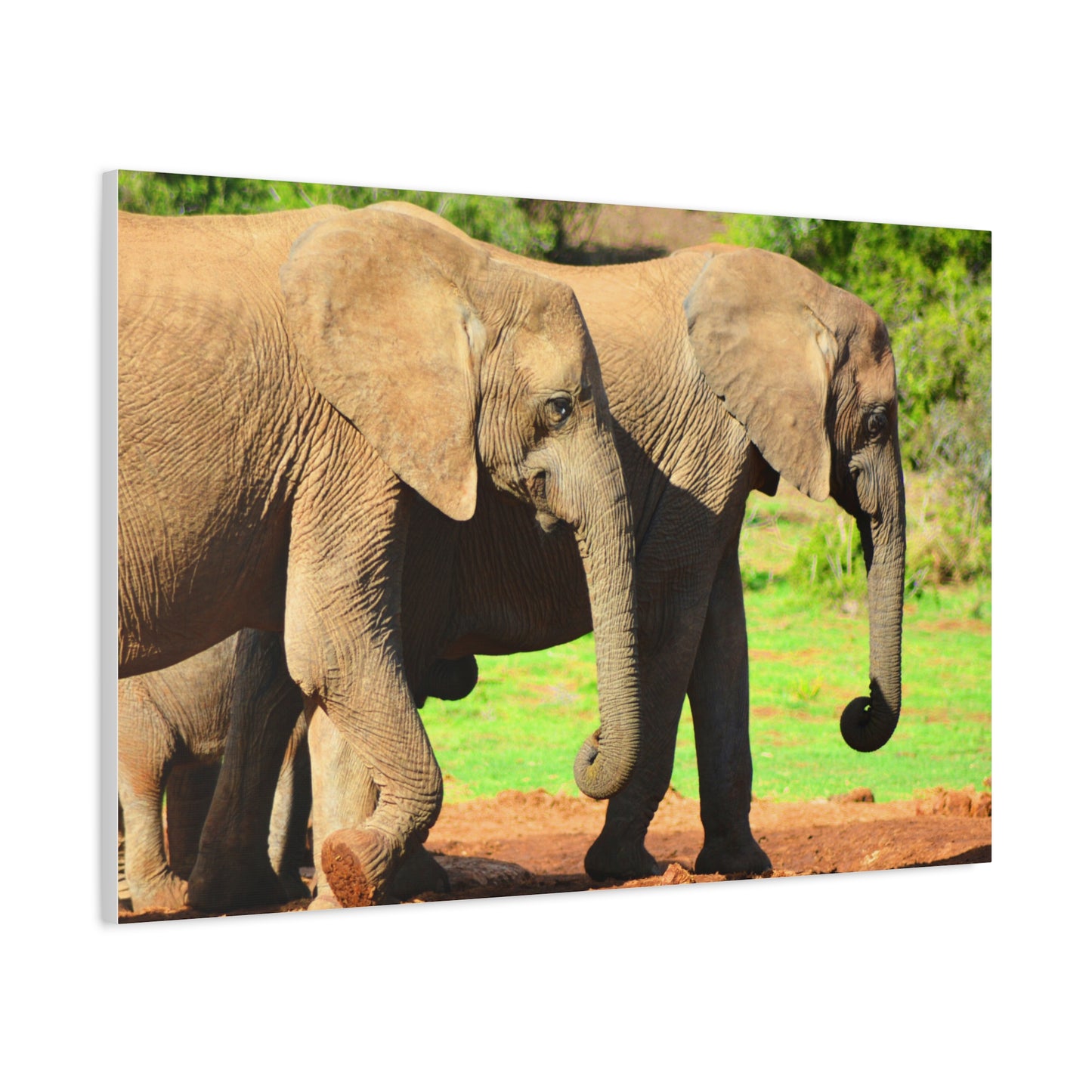 African Elephants - Canvas Print
