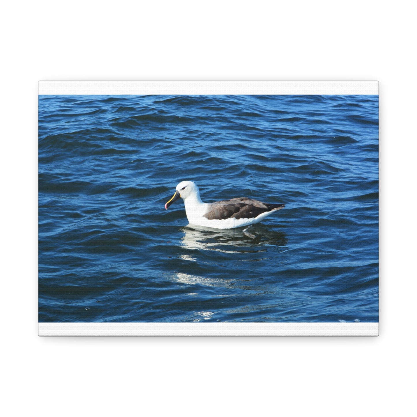 Albatross Canvas Print Sea Bird
