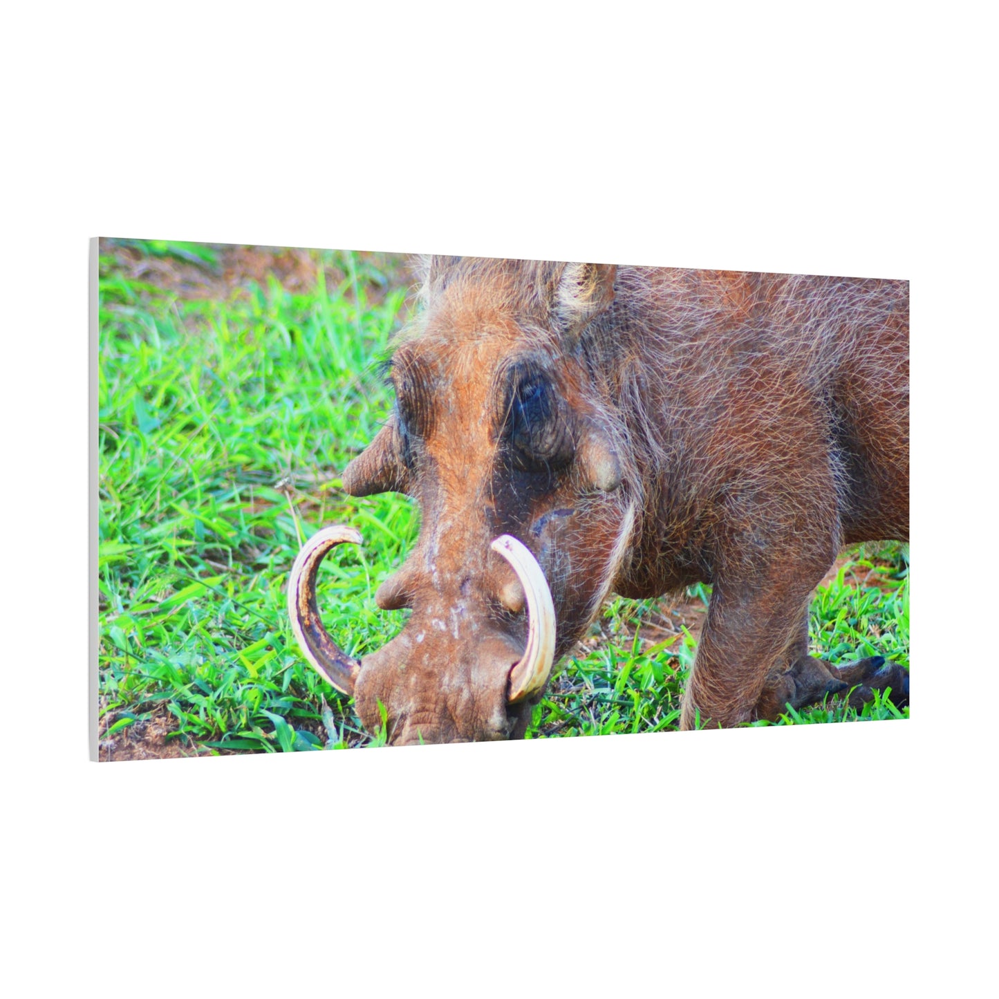 African Warthog Eating - Canvas Print