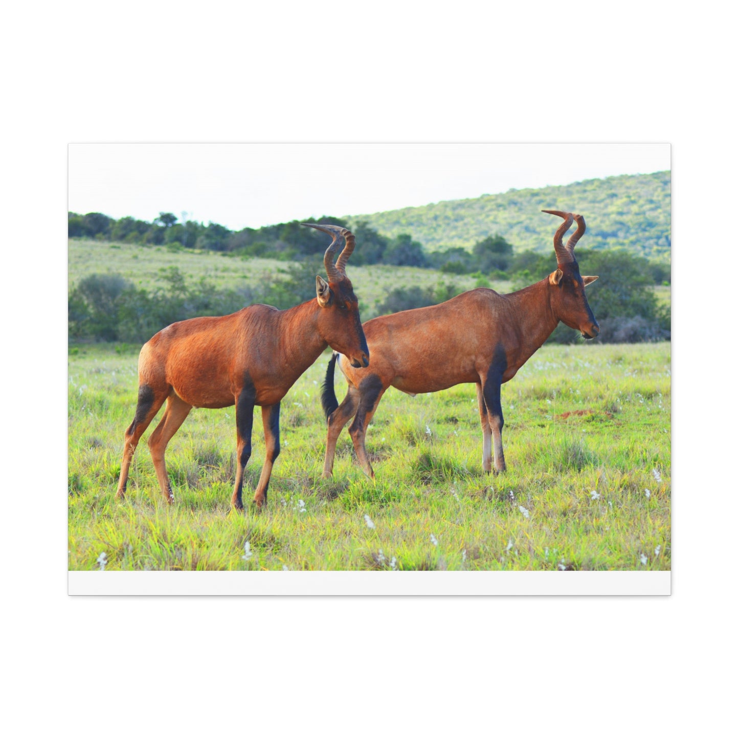African Red Hartebeest - Canvas Print