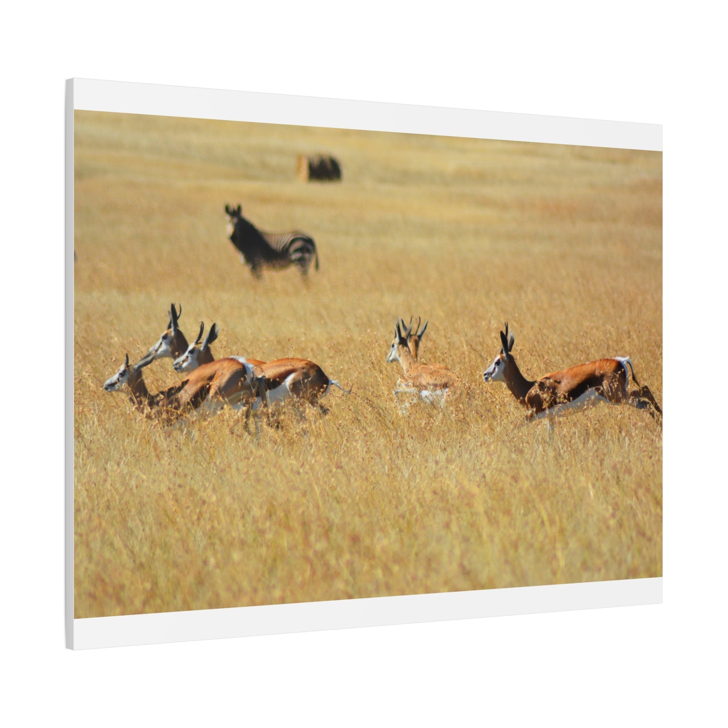 Springbok Herd in African Savannah