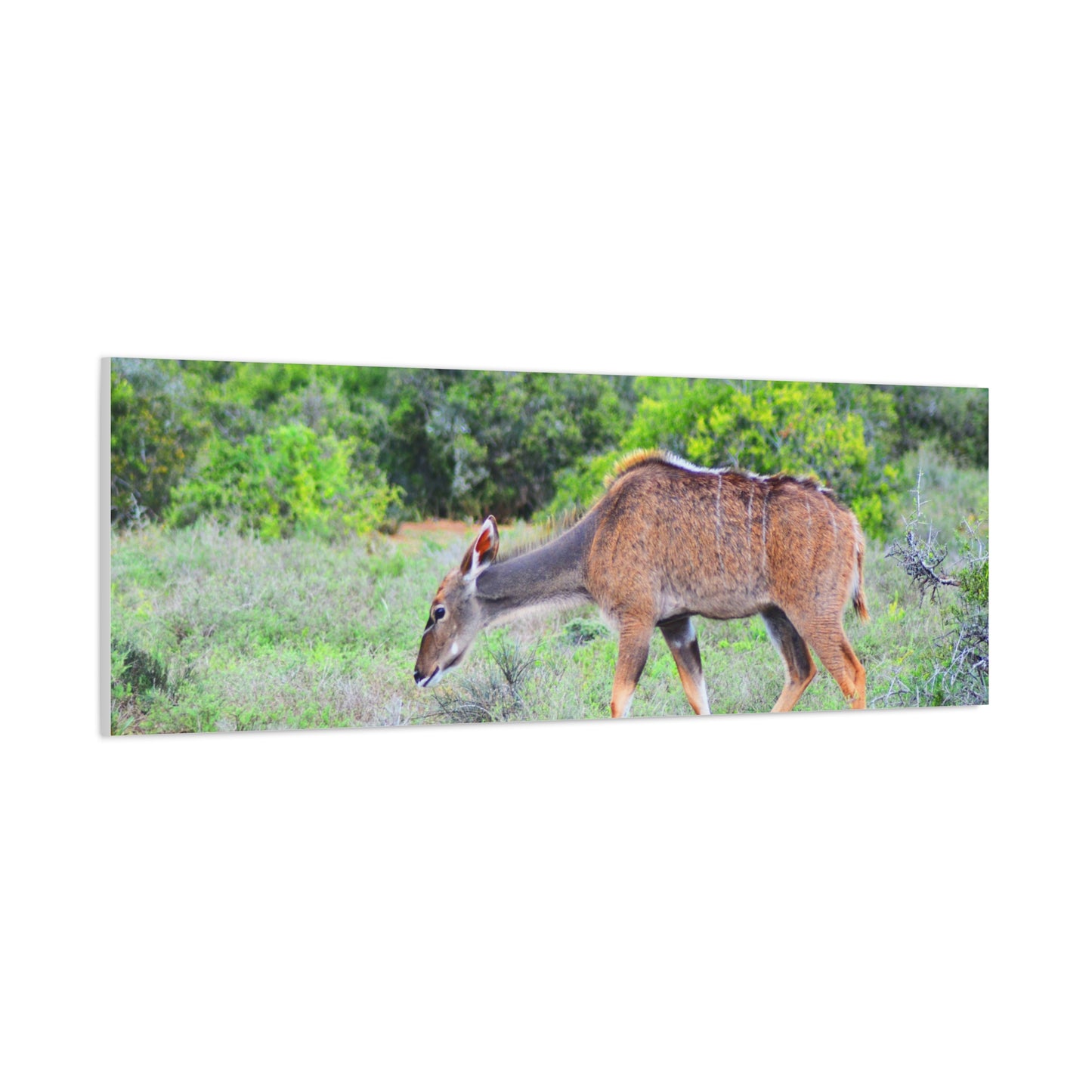 Africa Kudu Cow - Canvas Print