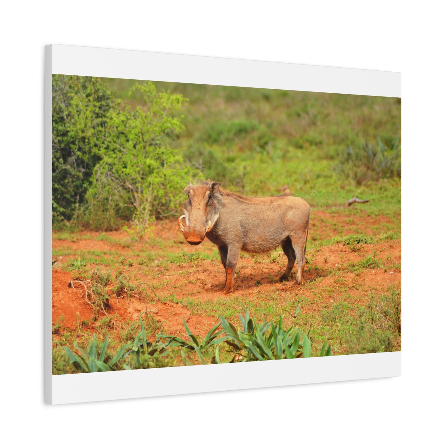 Dirty Warthog - Canvas Print