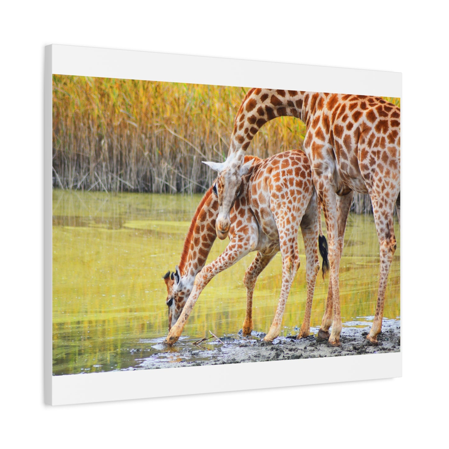 Giraffe Family Matte Canvas Wall Art, Nature Decor, Wildlife Print, Animal Lovers Gift, Nursery Decoration