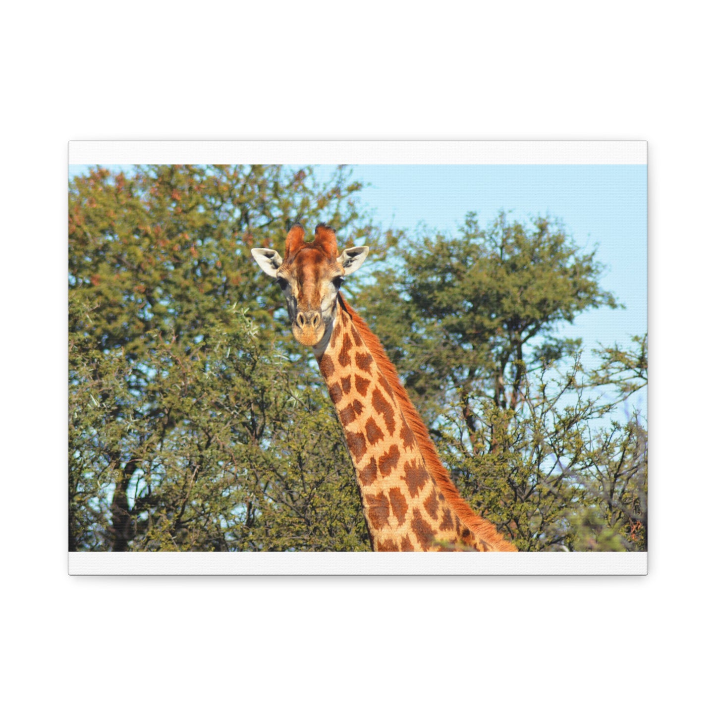 Elegant Giraffe Canvas