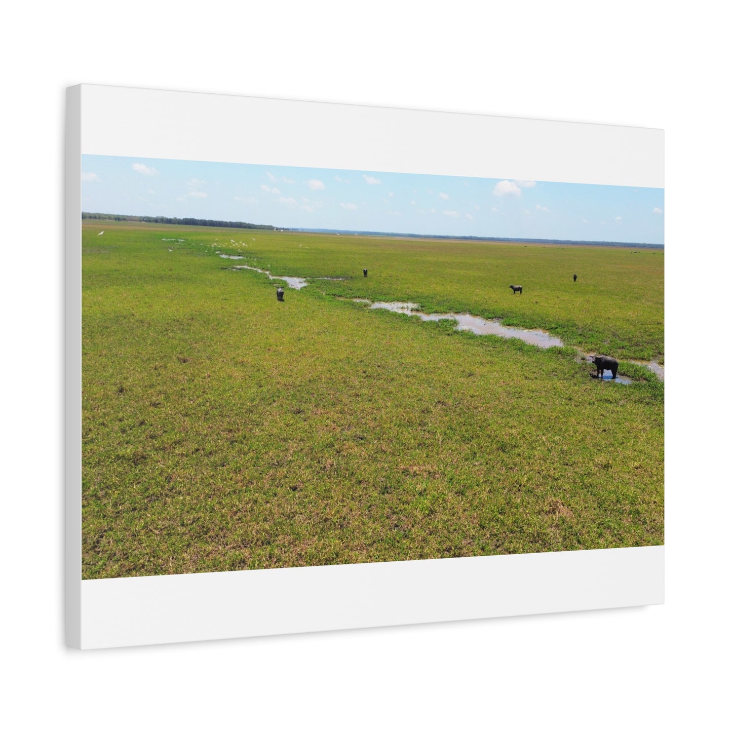 Asiatic Water Buffalo Australian Outback - Canvas Print
