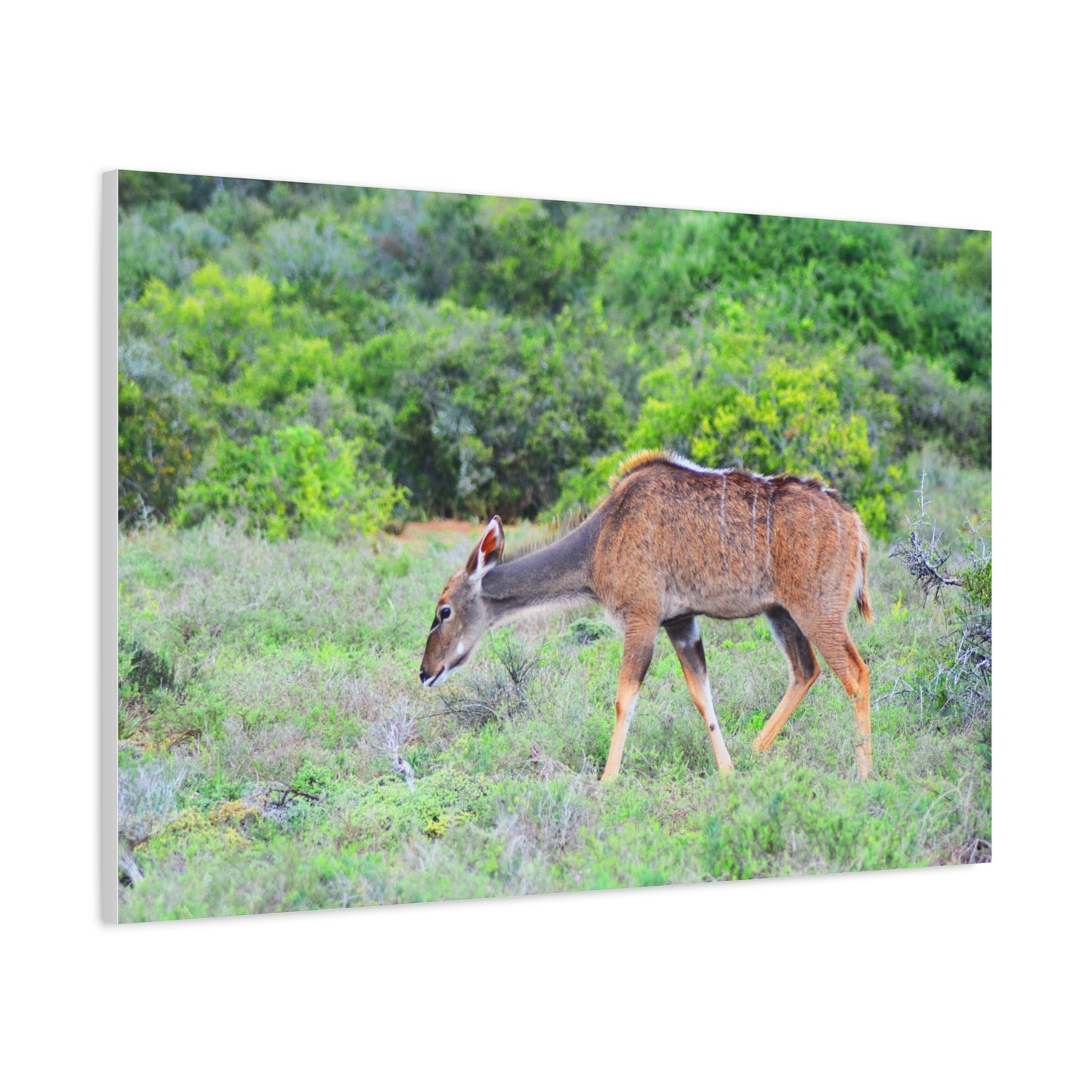 Africa Kudu Cow - Canvas Print