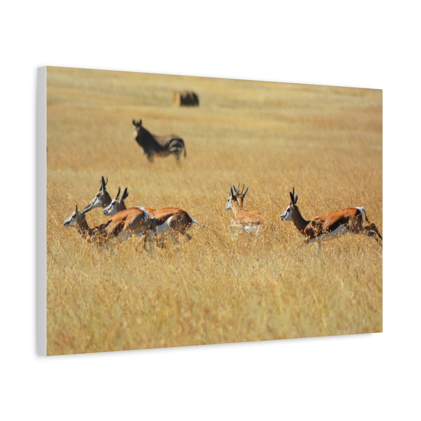 Springbok Herd in African Savannah