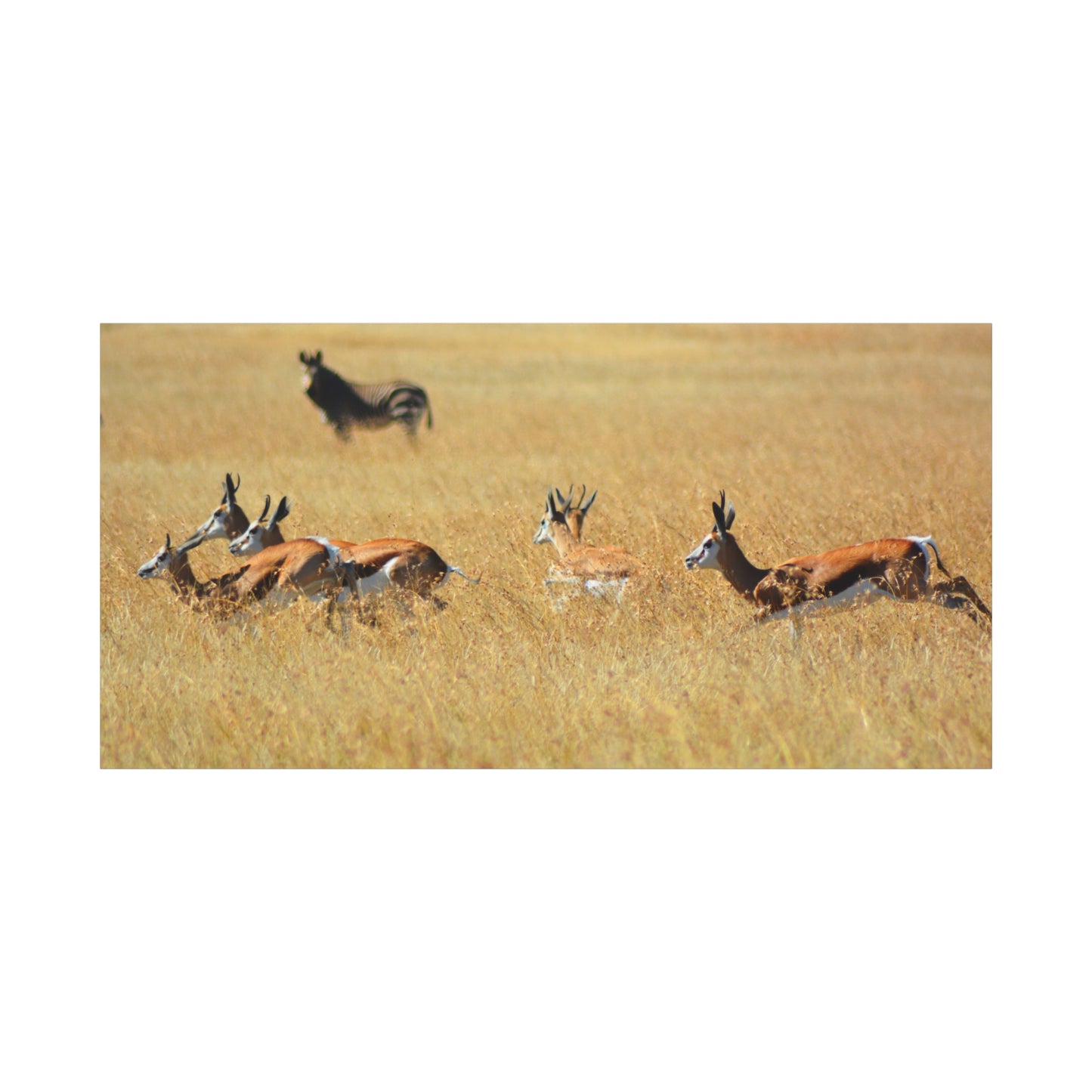 Springbok Herd in African Savannah