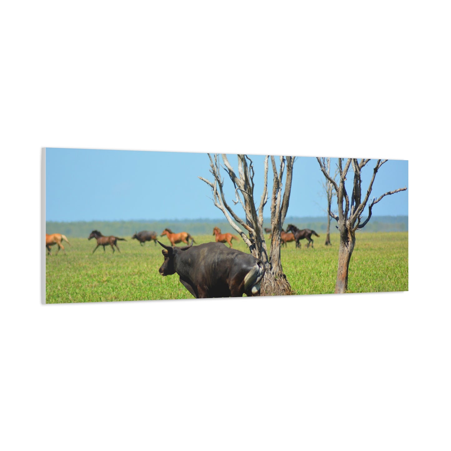 Australia Banteng - Canvas Print