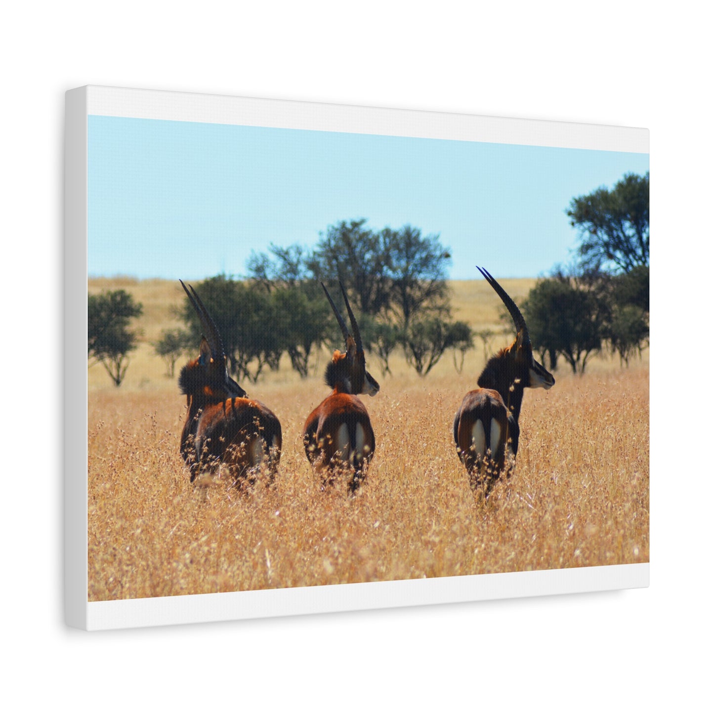 Sable Trio in Africa Canvas Print