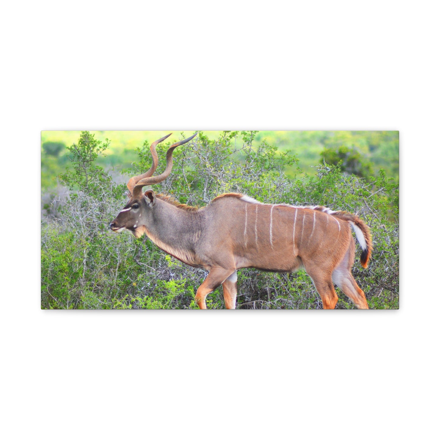 Africa Kudu Bull - Canvas Print