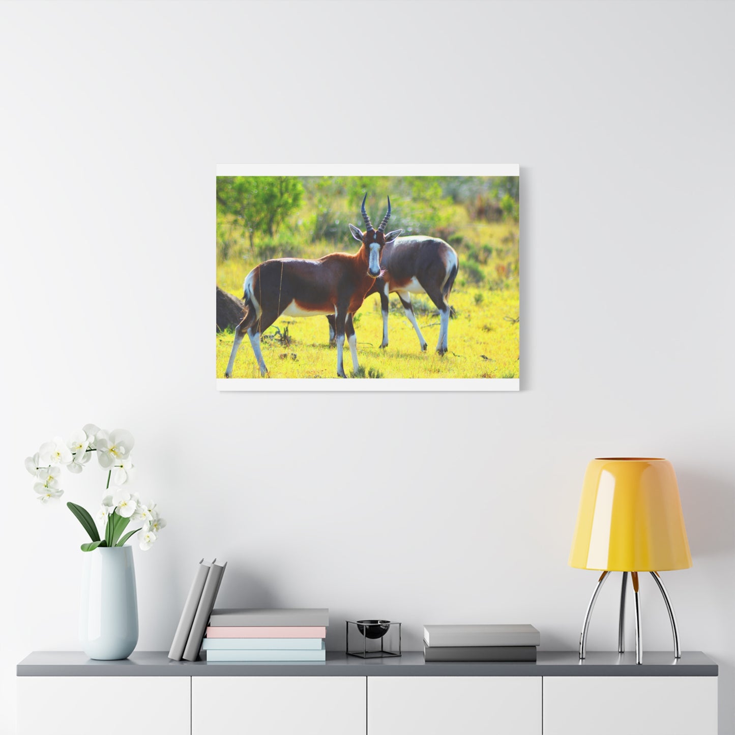 Blesbok in Africa - Canvas Print