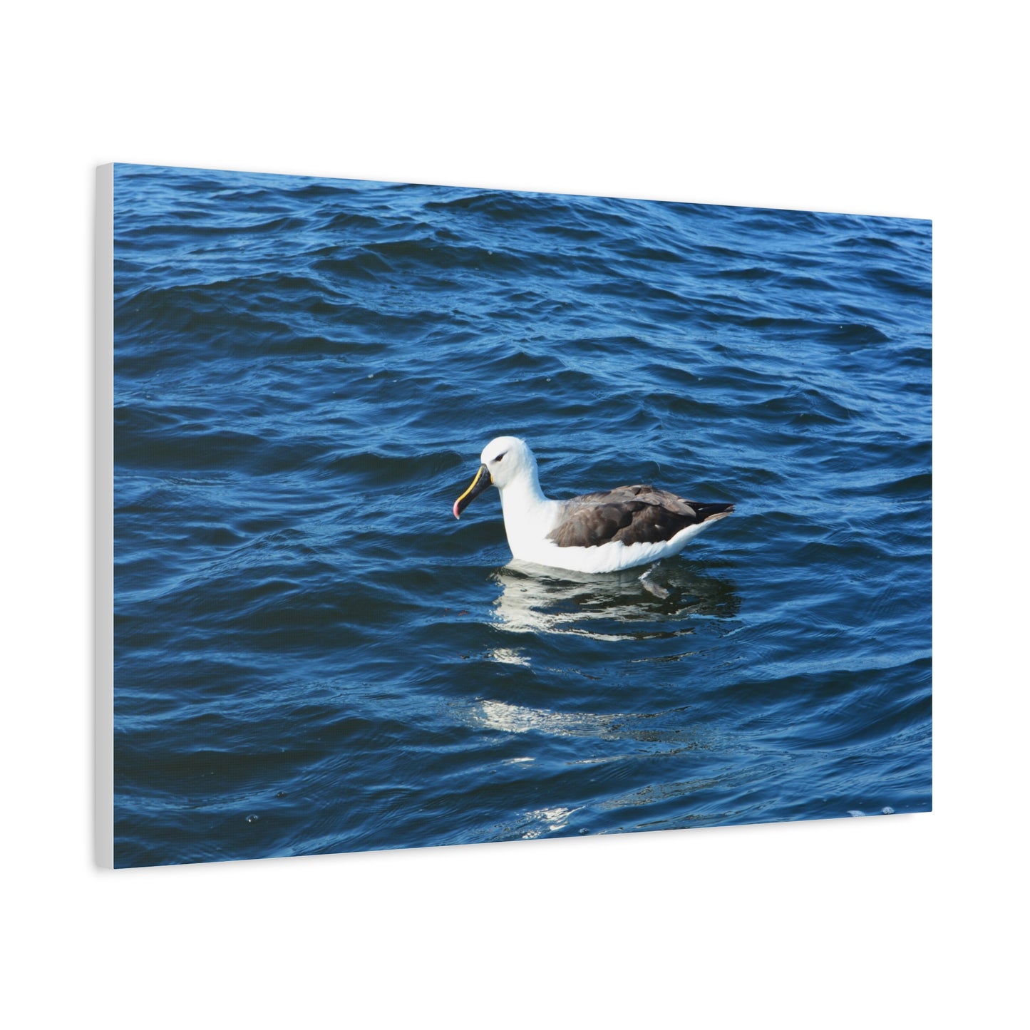 Albatross Canvas Print Sea Bird