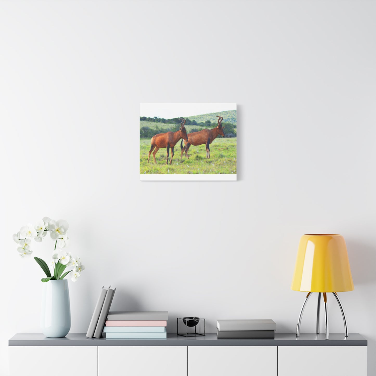 African Red Hartebeest - Canvas Print