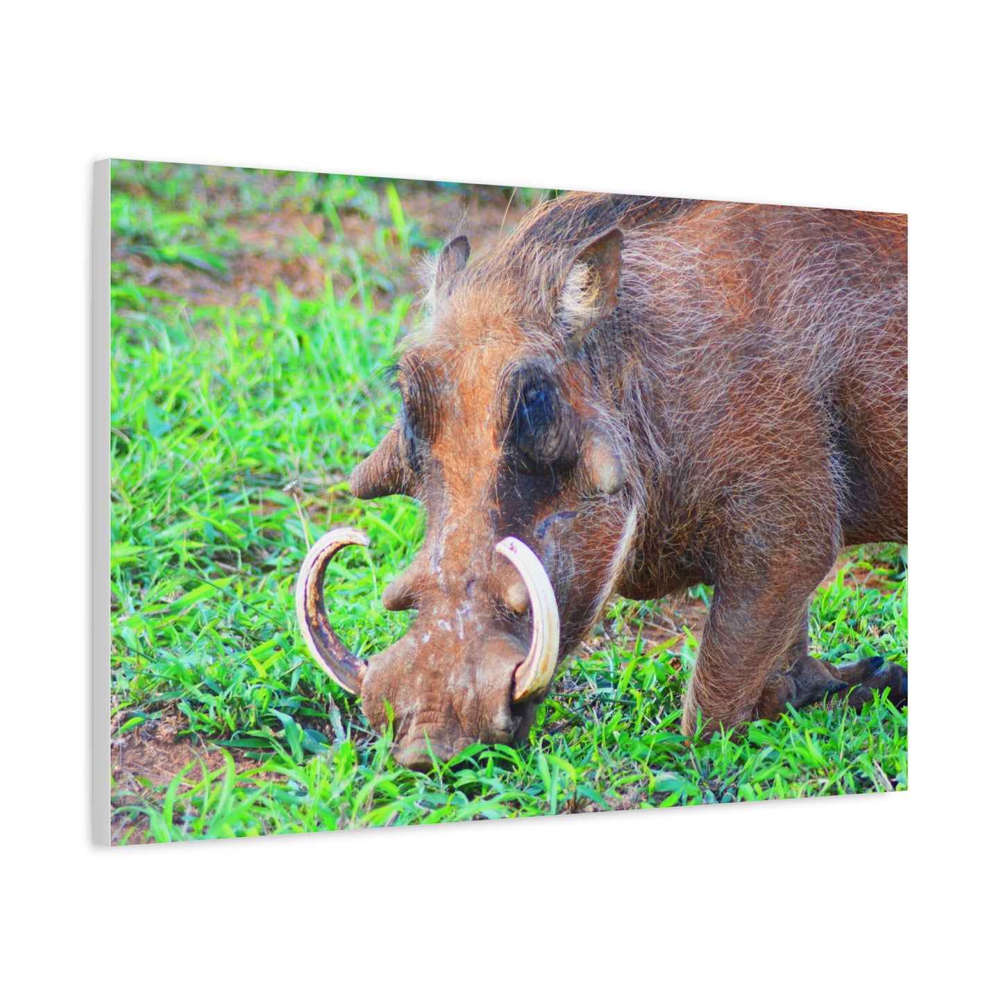 African Warthog Eating - Canvas Print