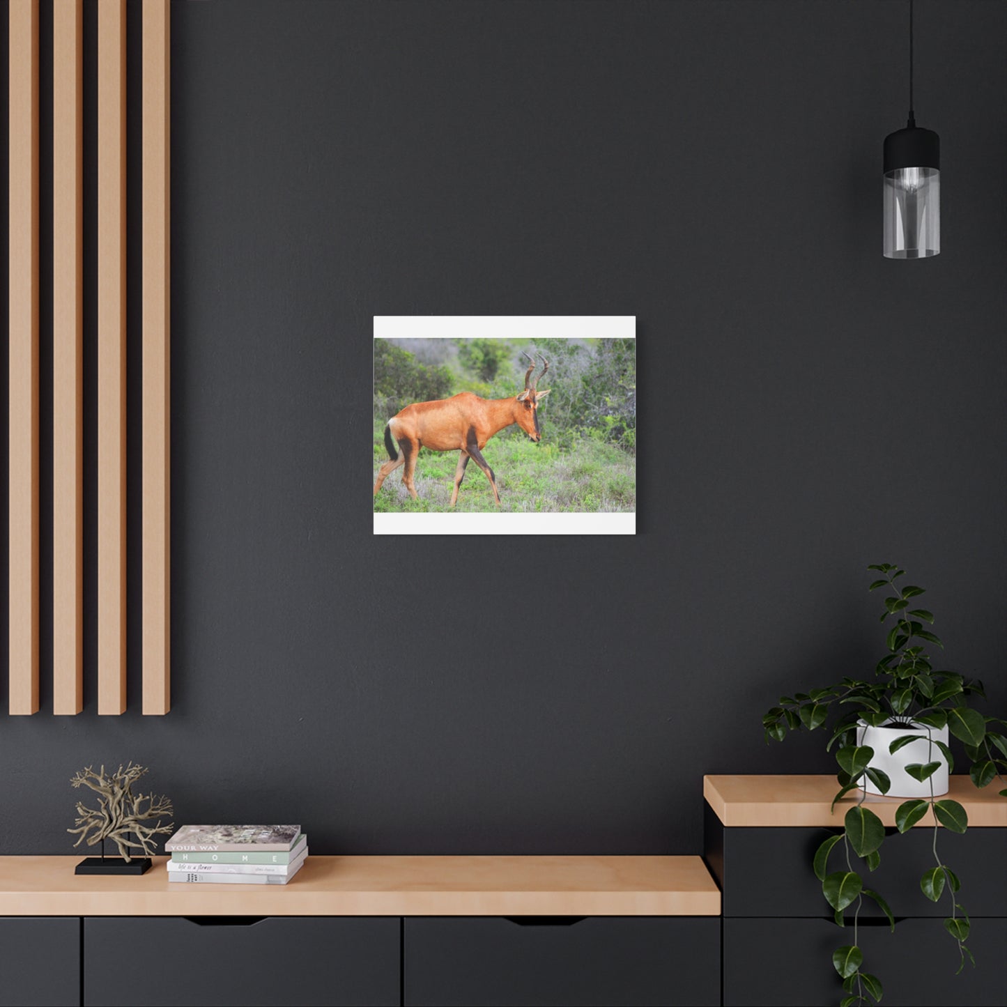 Red Hartebeest - Canvas Print