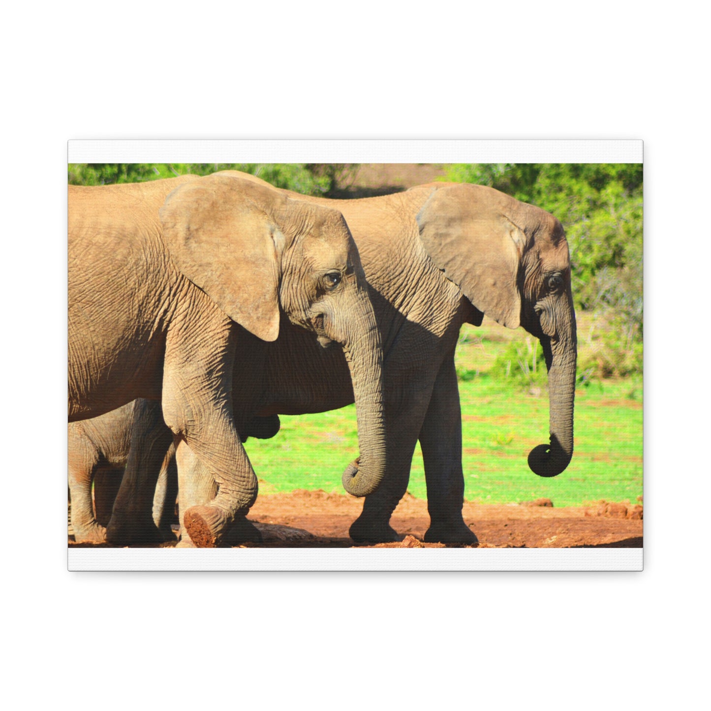 African Elephants - Canvas Print