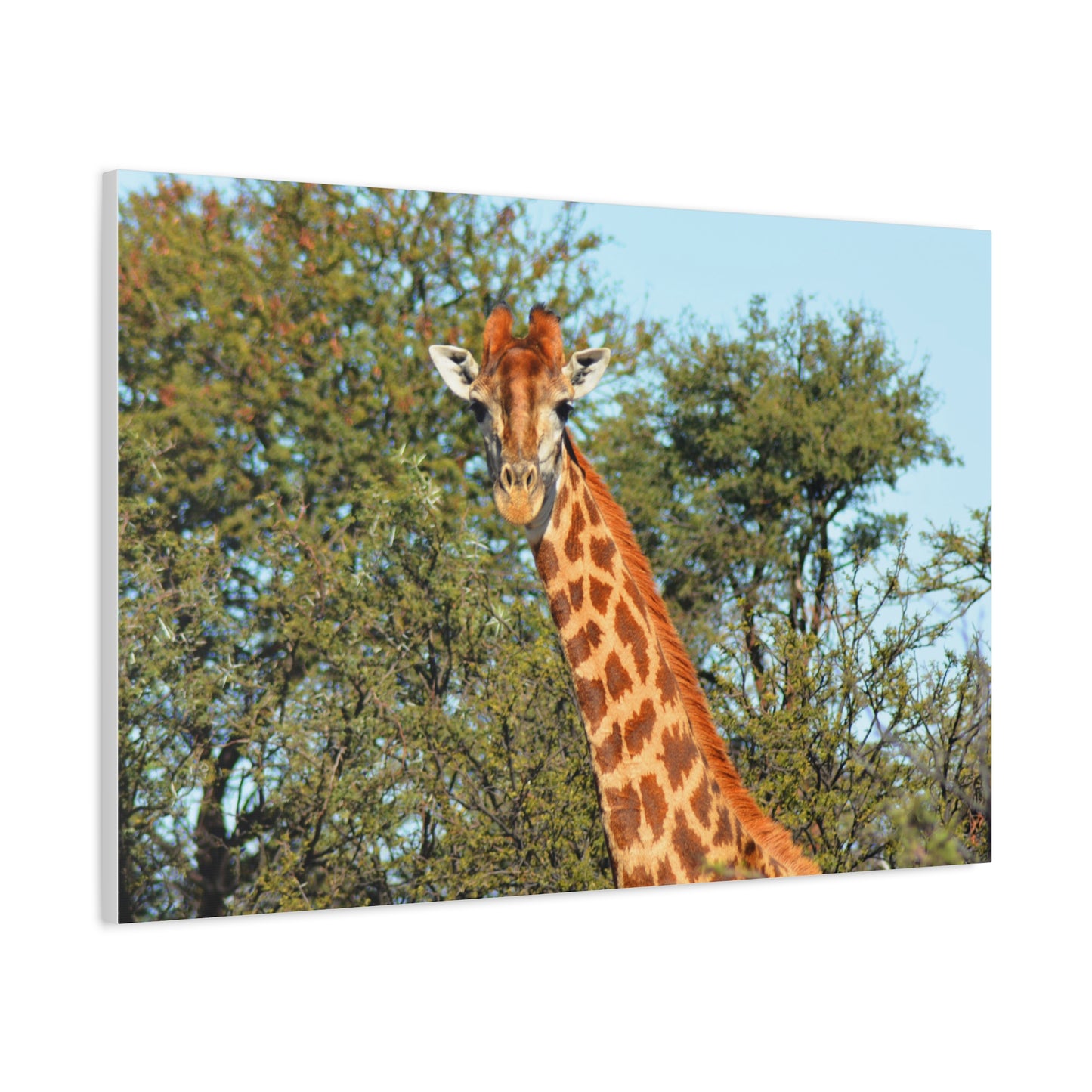 Elegant Giraffe Canvas