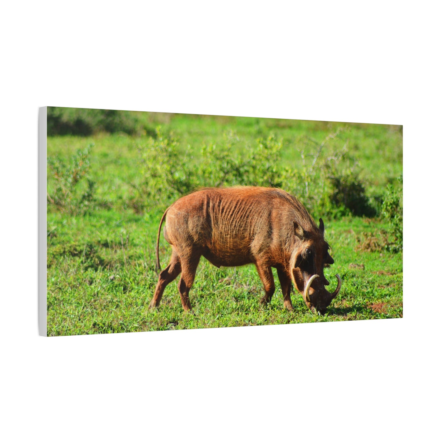 African Warthog - Canvas Print