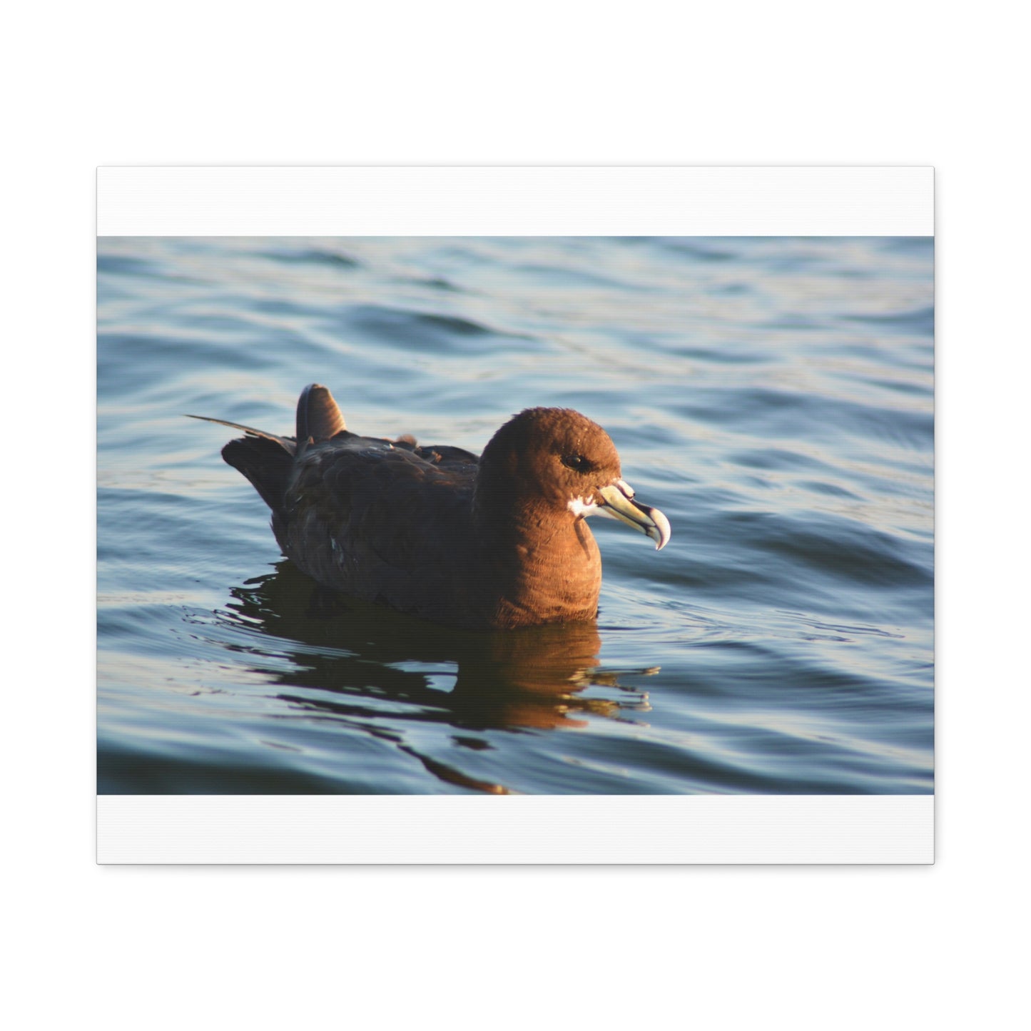 Bird Art Wall Decor, Coastal Wall Art, Ocean Decor, Nature Photography, Sea Bird Print