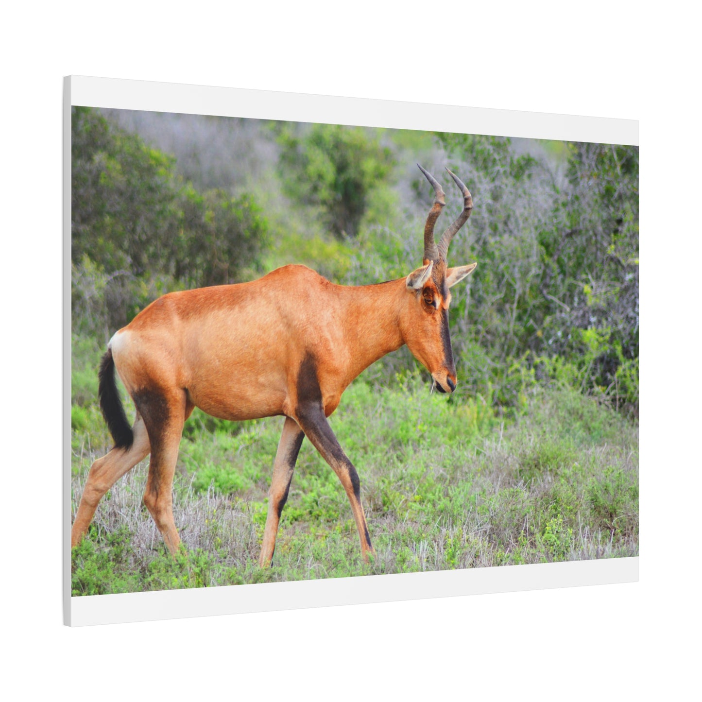 Red Hartebeest - Canvas Print