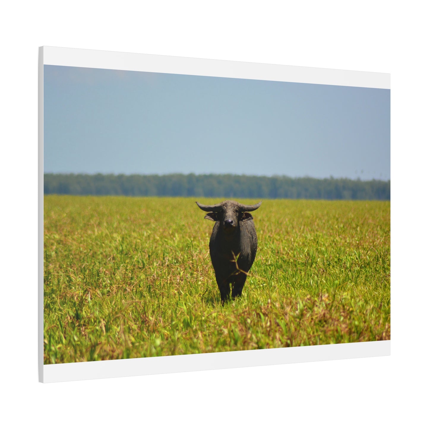Asiatic Water Buffalo Australian Outback - Canvas Print