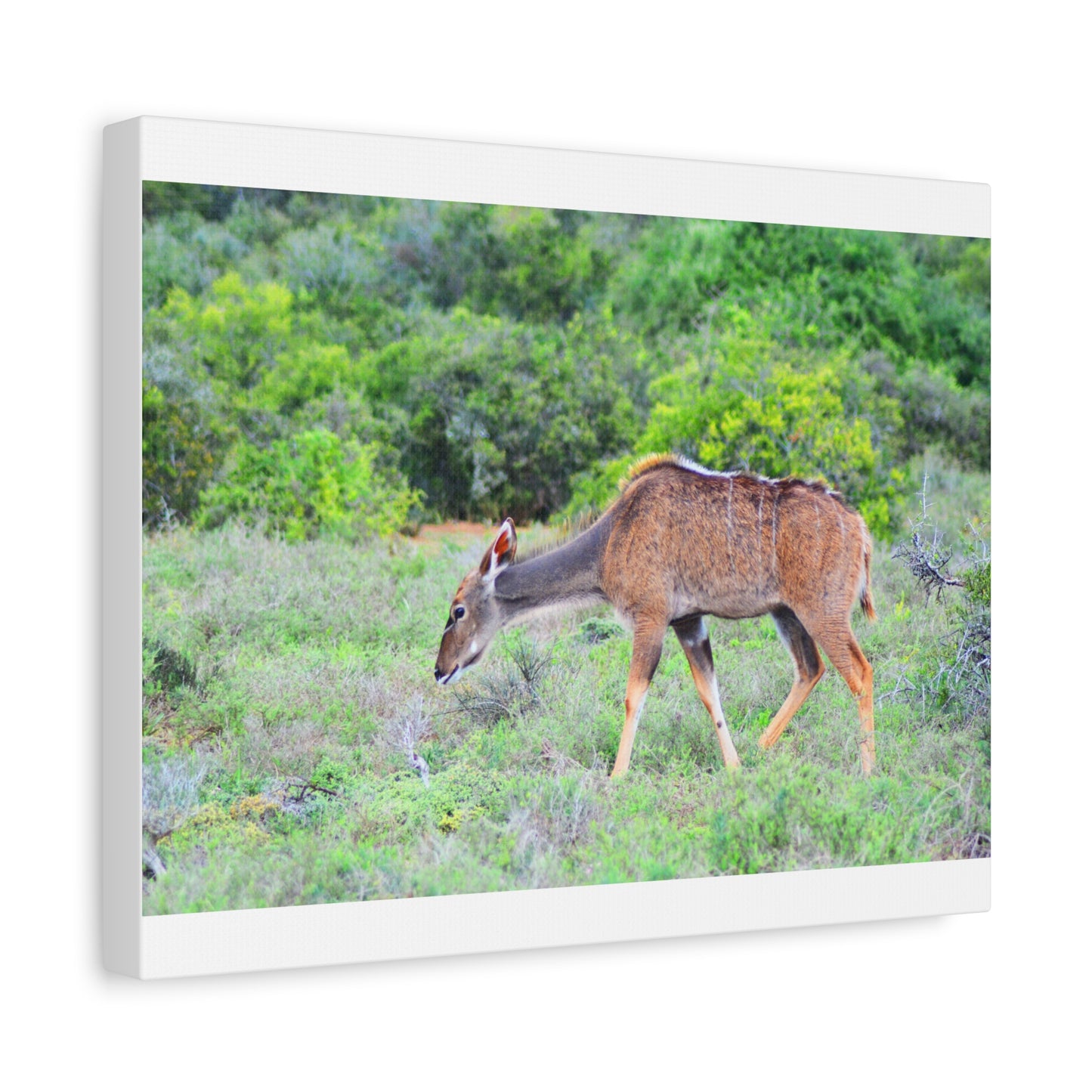 Africa Kudu Cow - Canvas Print