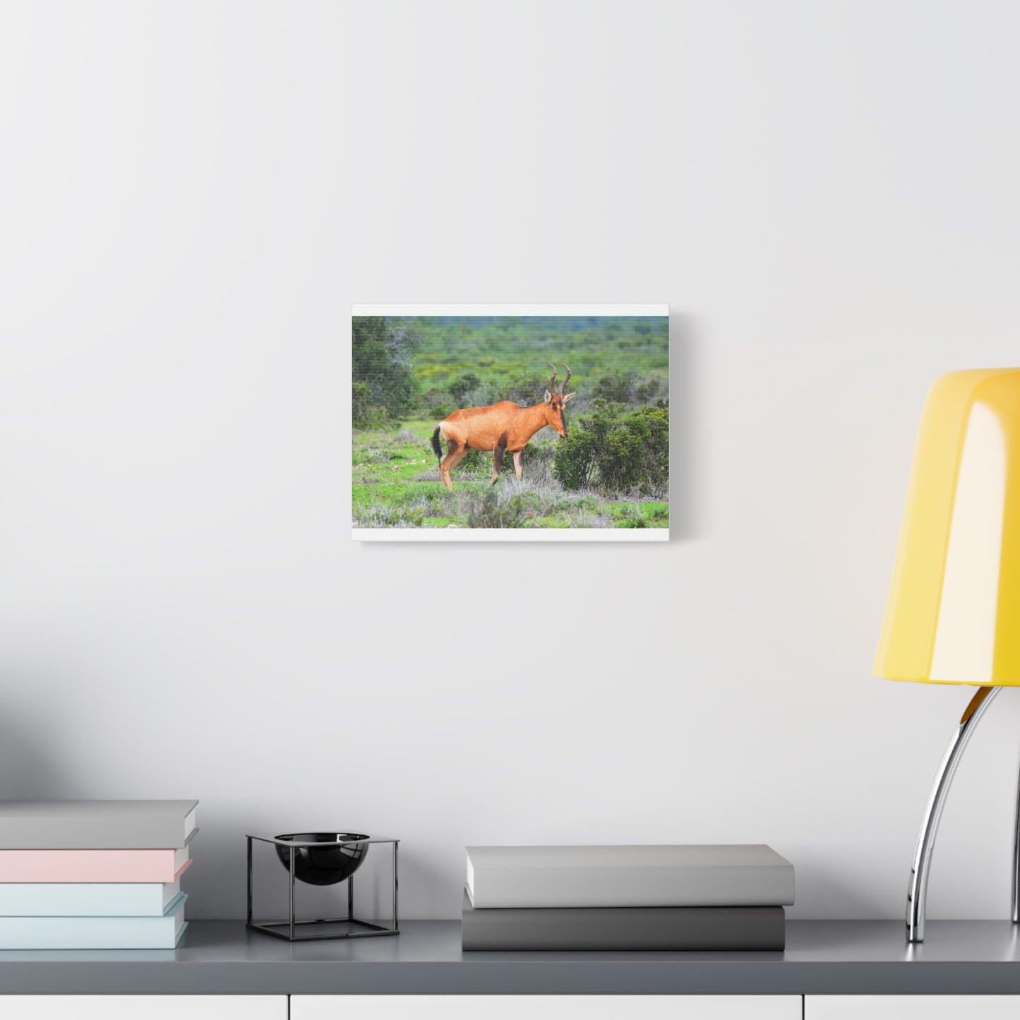 Africa Red Hartebeest - Canvas Print