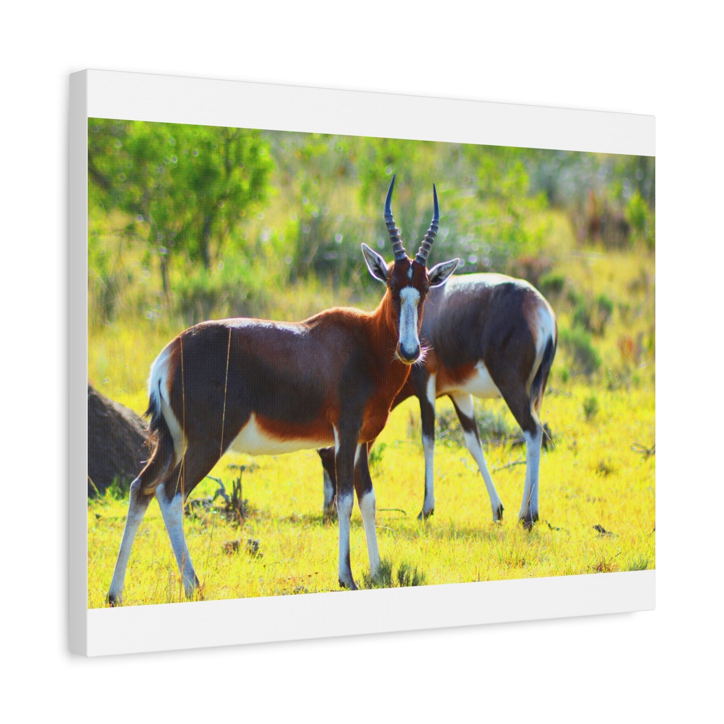 Blesbok in Africa - Canvas Print