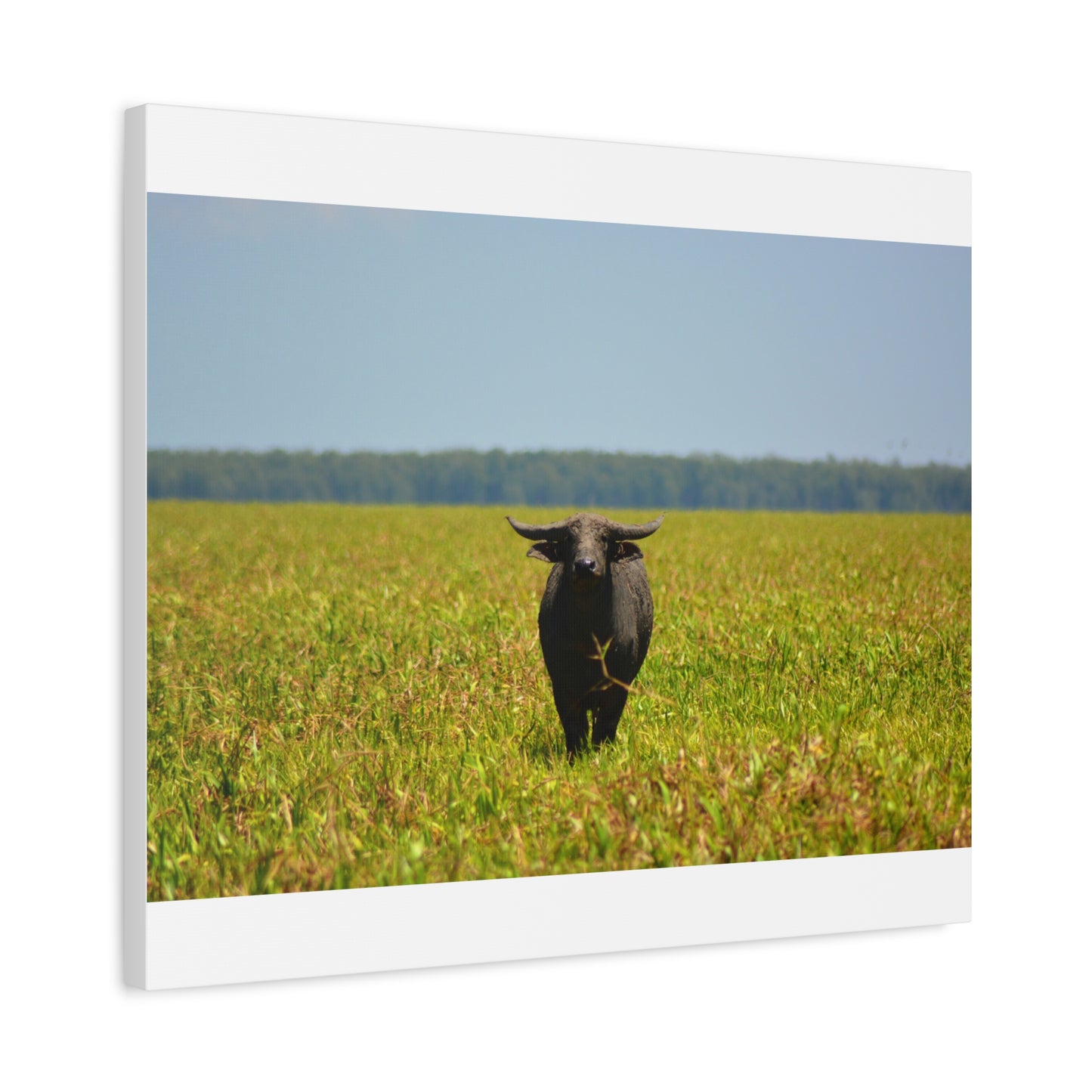 Asiatic Water Buffalo Australian Outback - Canvas Print