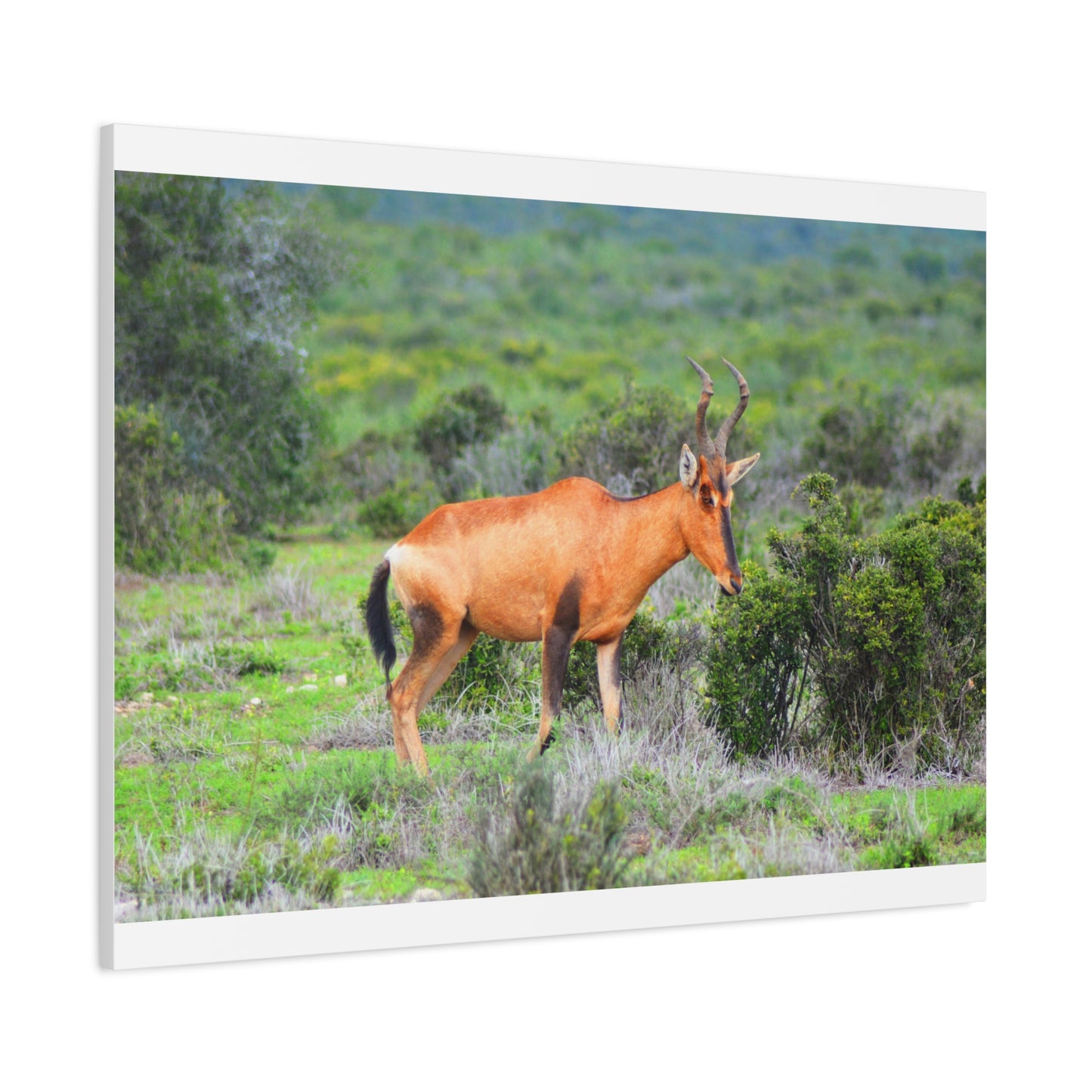Africa Red Hartebeest - Canvas Print