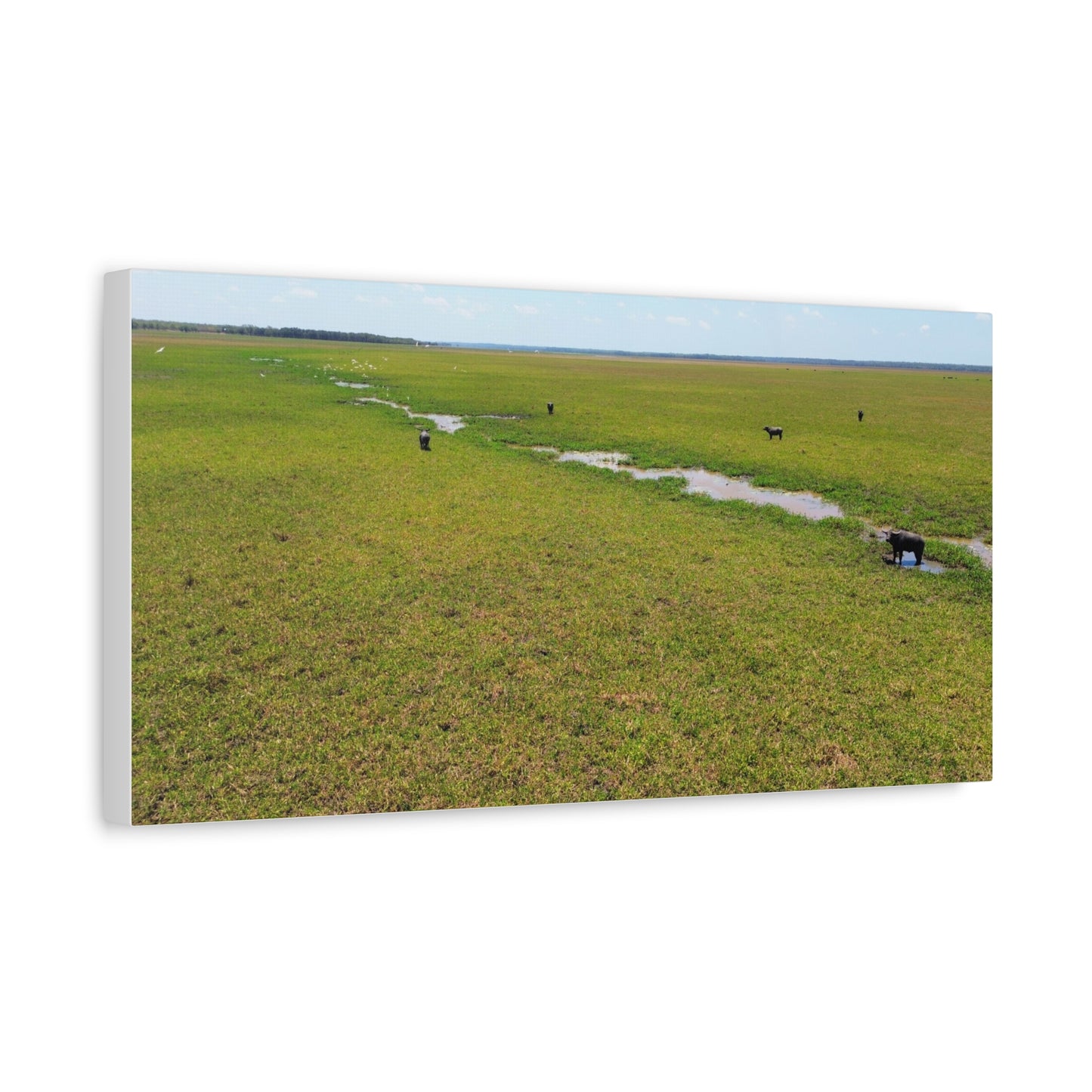 Asiatic Water Buffalo Australian Outback - Canvas Print