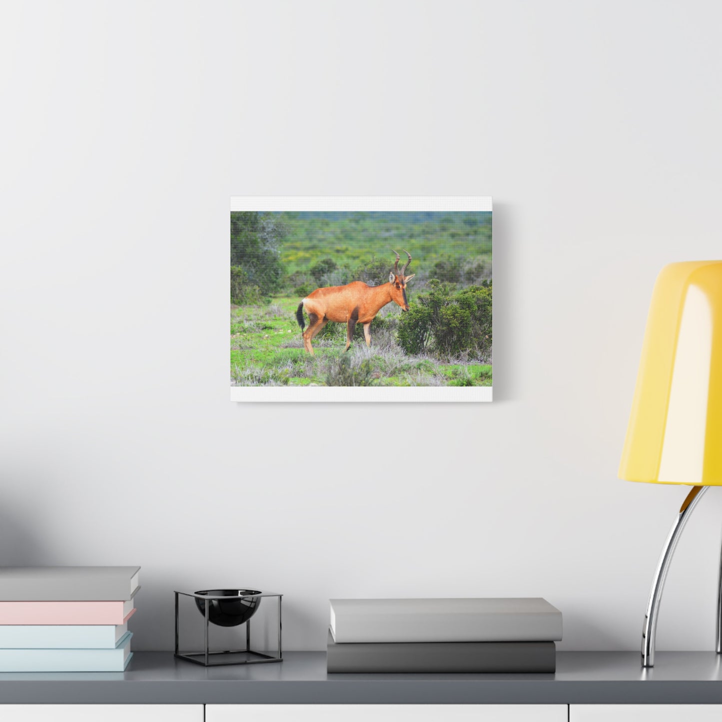 Africa Red Hartebeest - Canvas Print