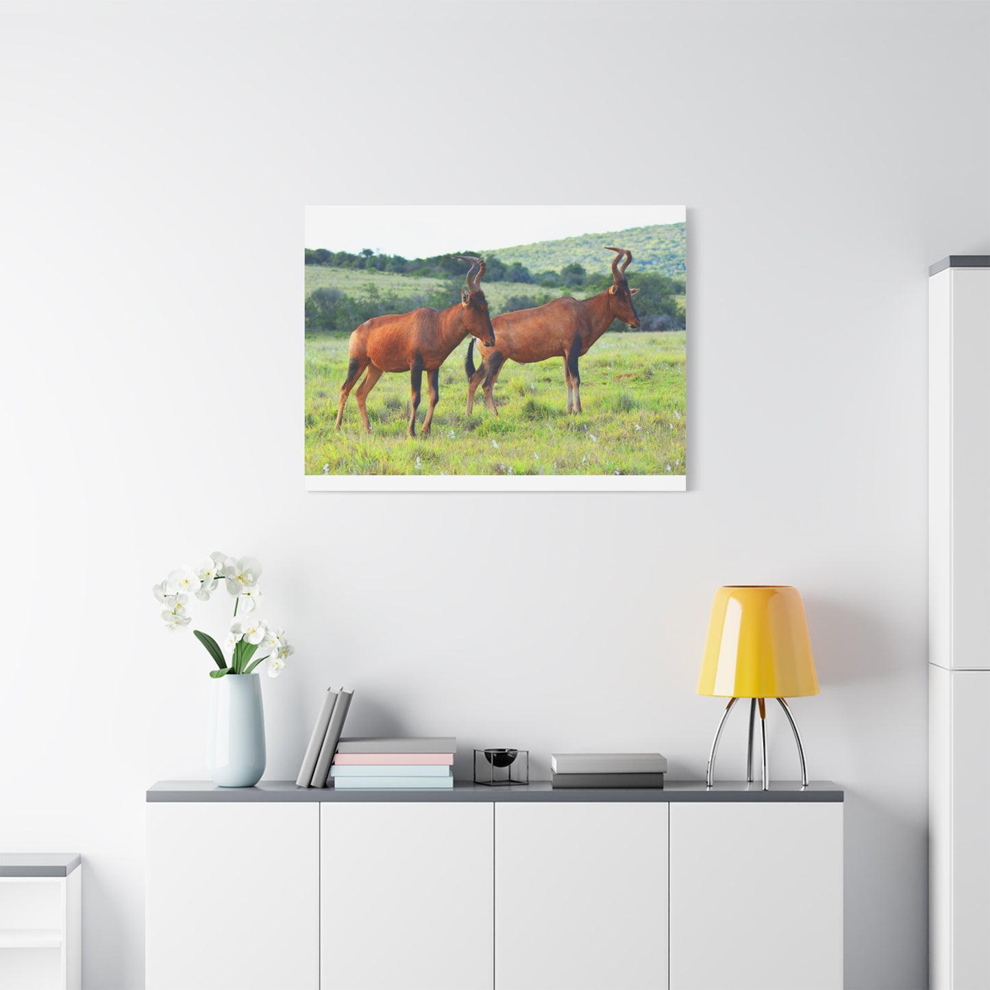 African Red Hartebeest - Canvas Print