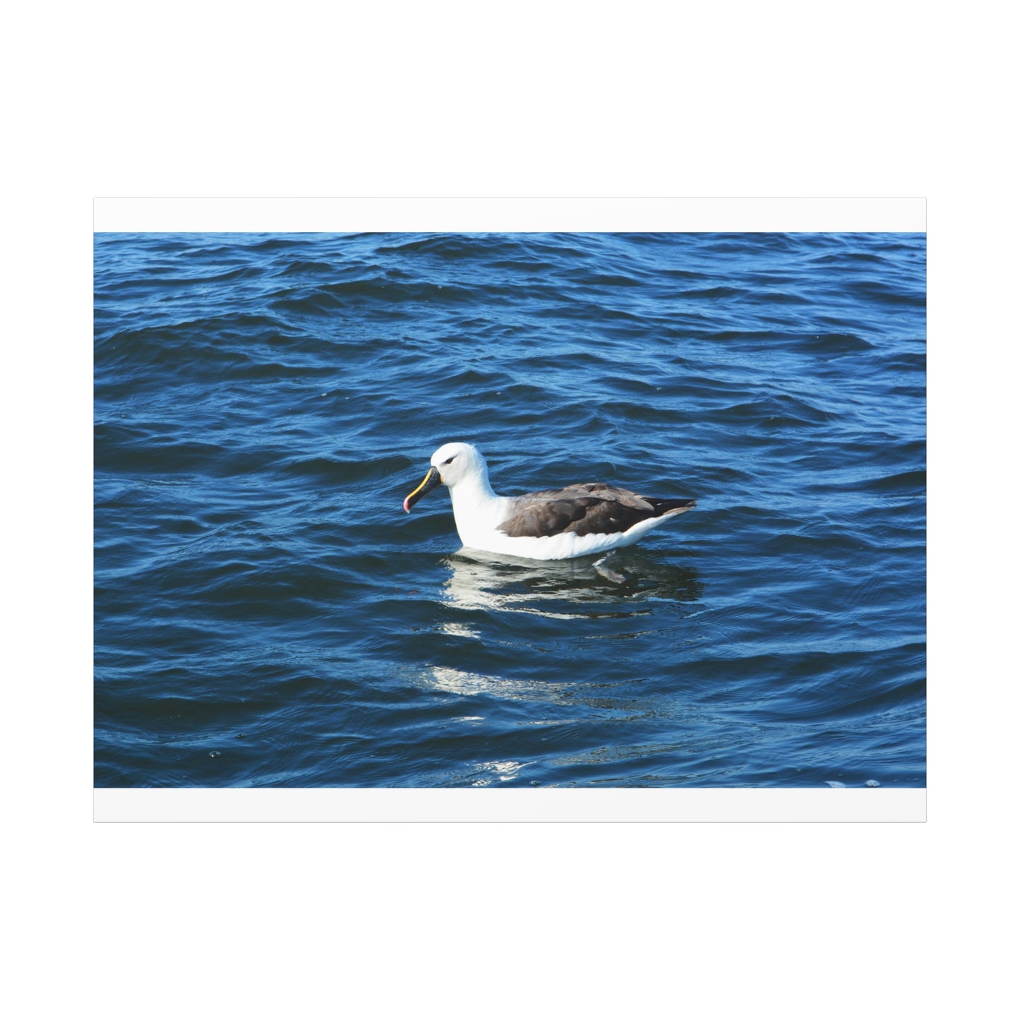 Albatross Canvas Print Sea Bird