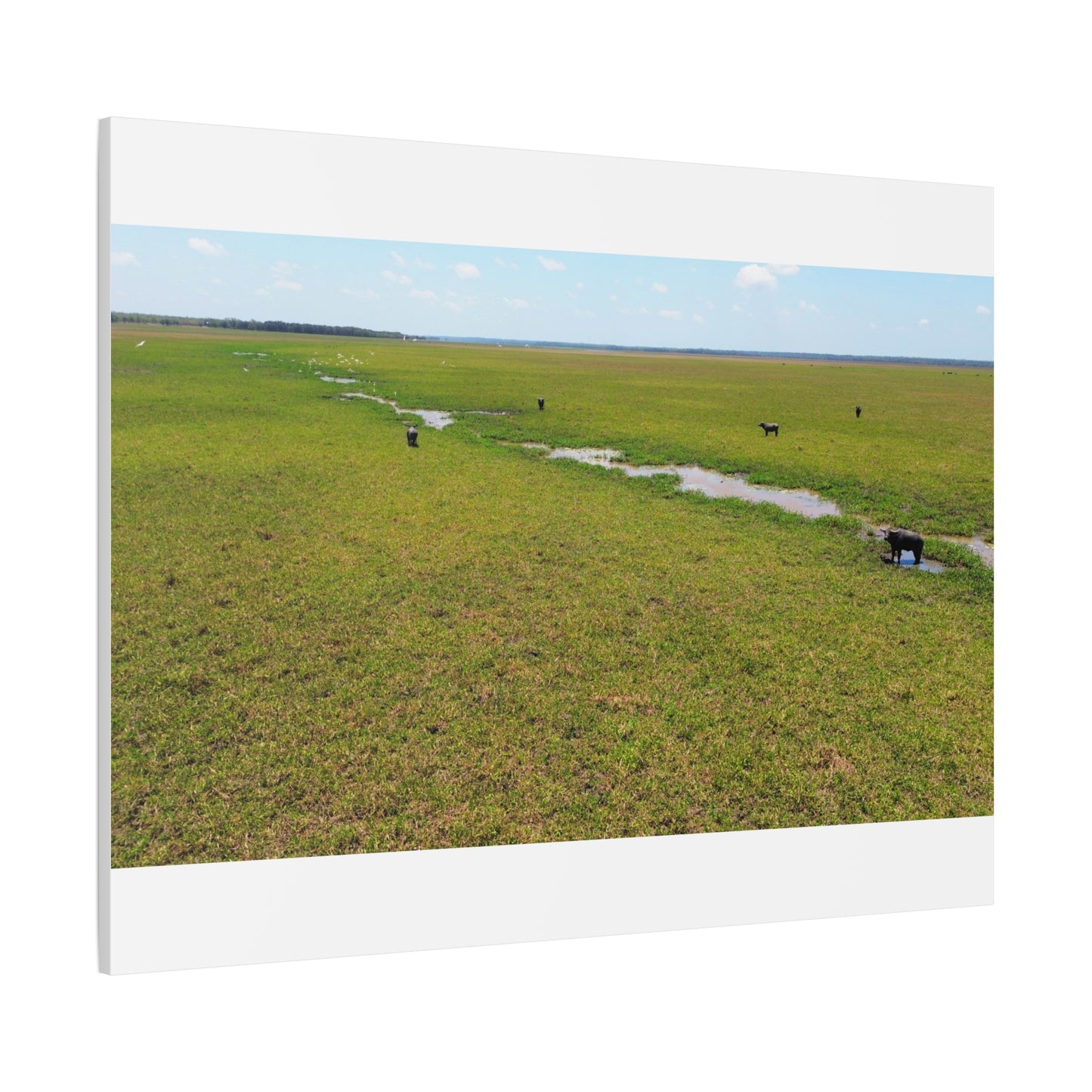 Asiatic Water Buffalo Australian Outback - Canvas Print