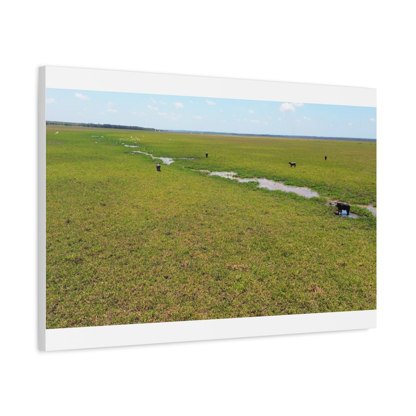 Asiatic Water Buffalo Australian Outback - Canvas Print