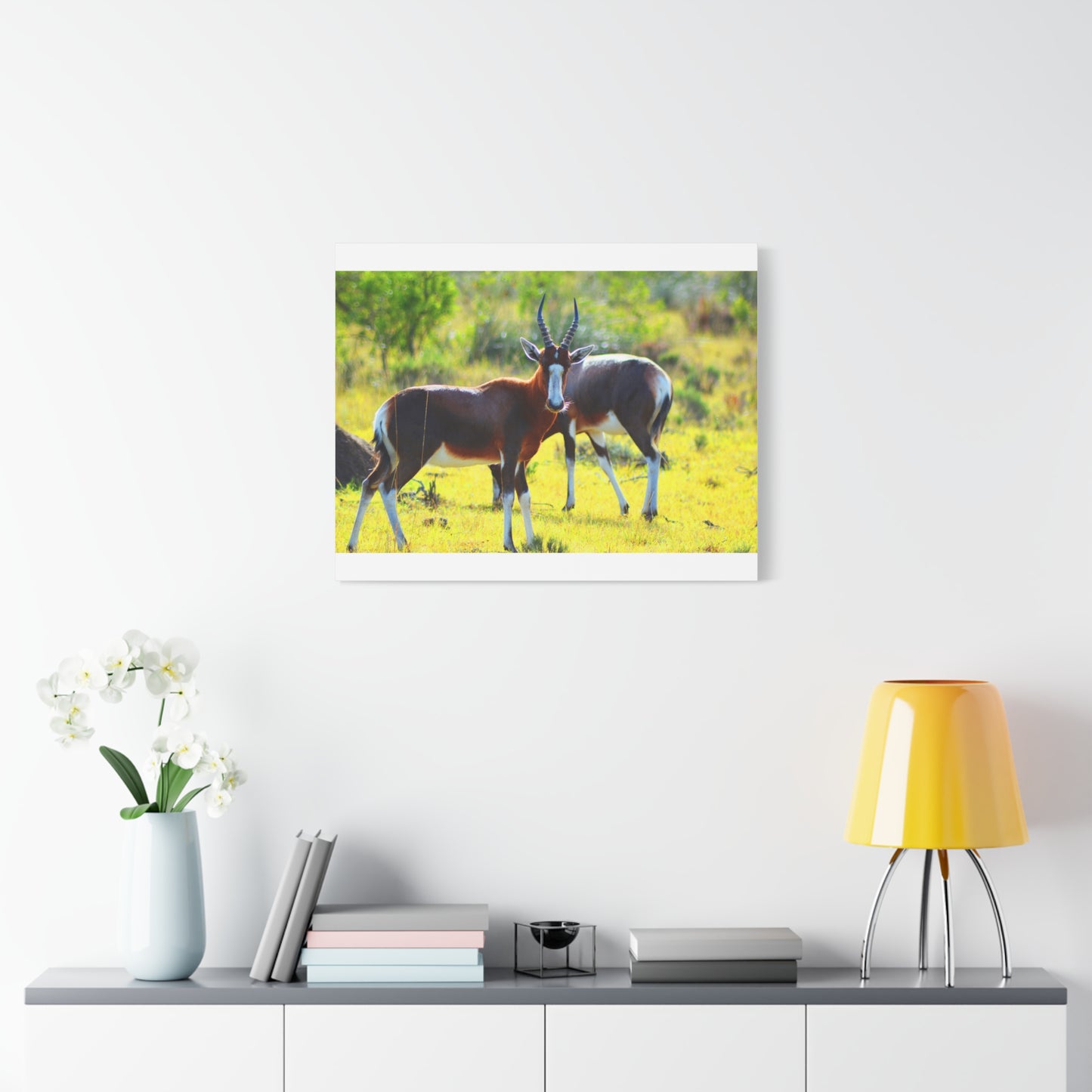 Blesbok in Africa - Canvas Print