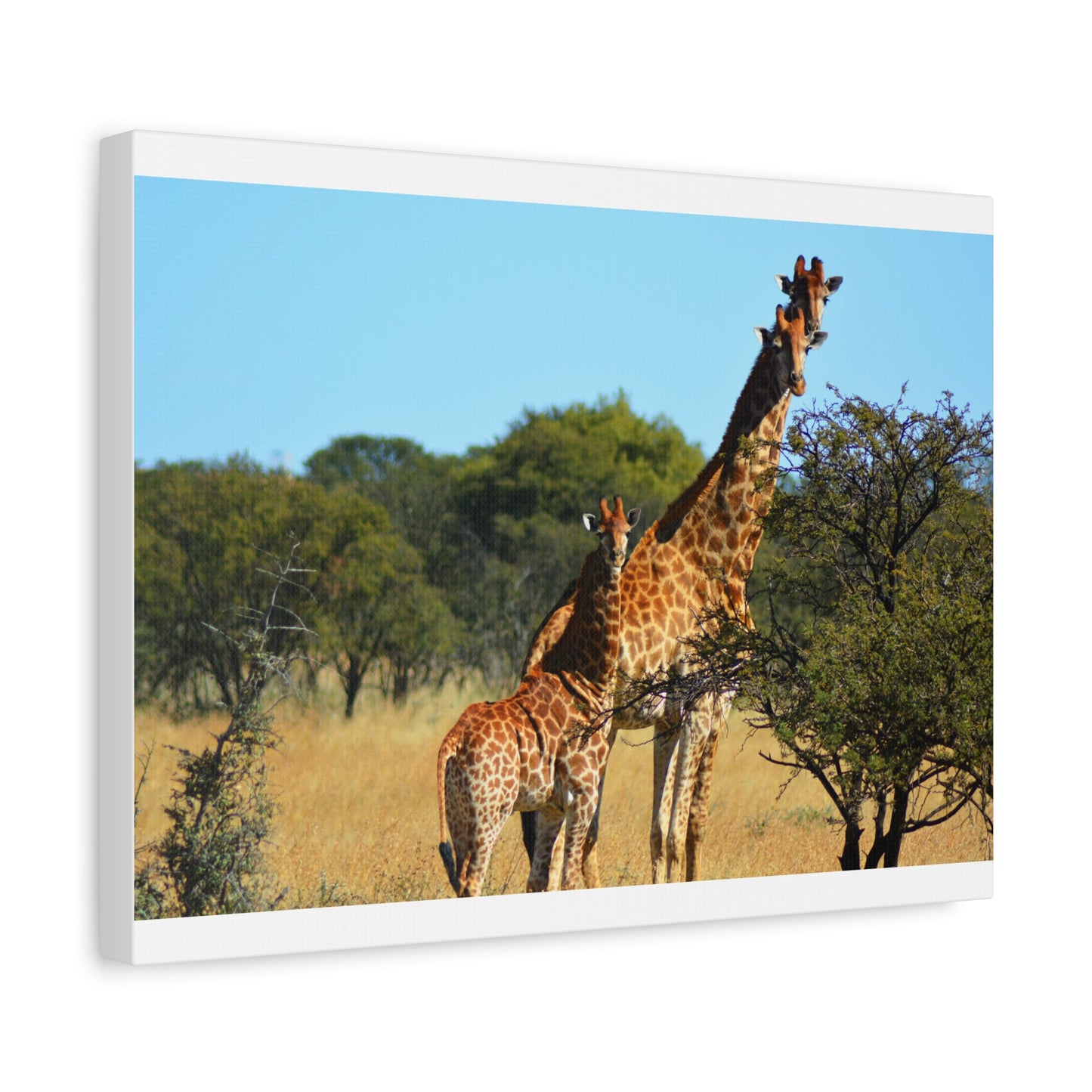 Giraffe Family in Africa