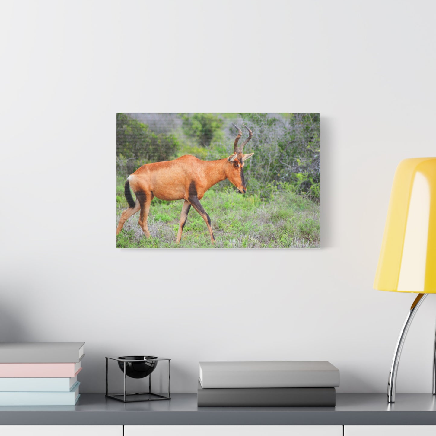 Red Hartebeest - Canvas Print