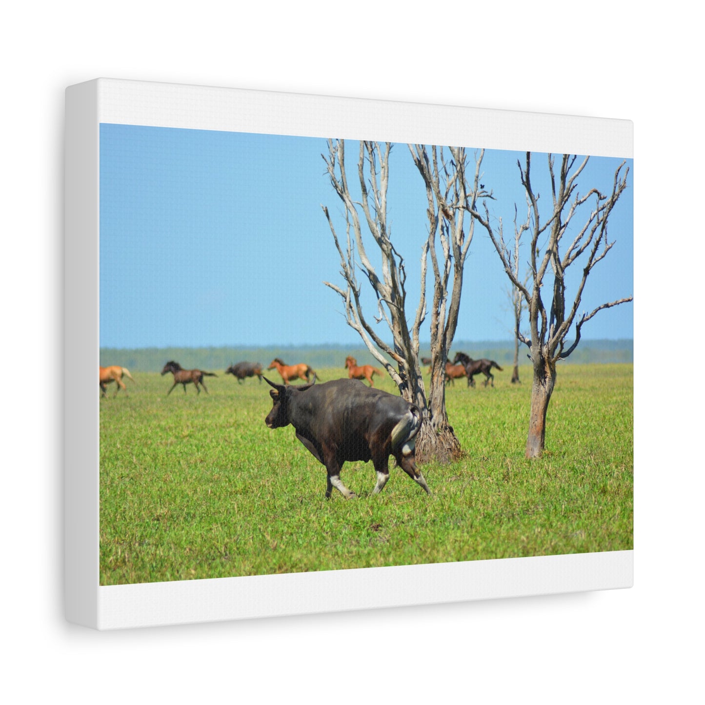 Australia Banteng - Canvas Print