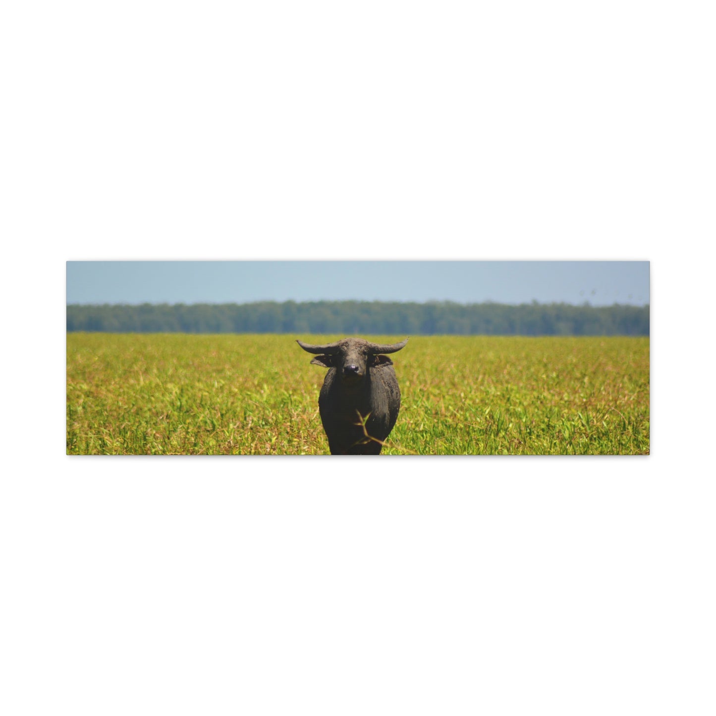 Asiatic Water Buffalo Australian Outback - Canvas Print