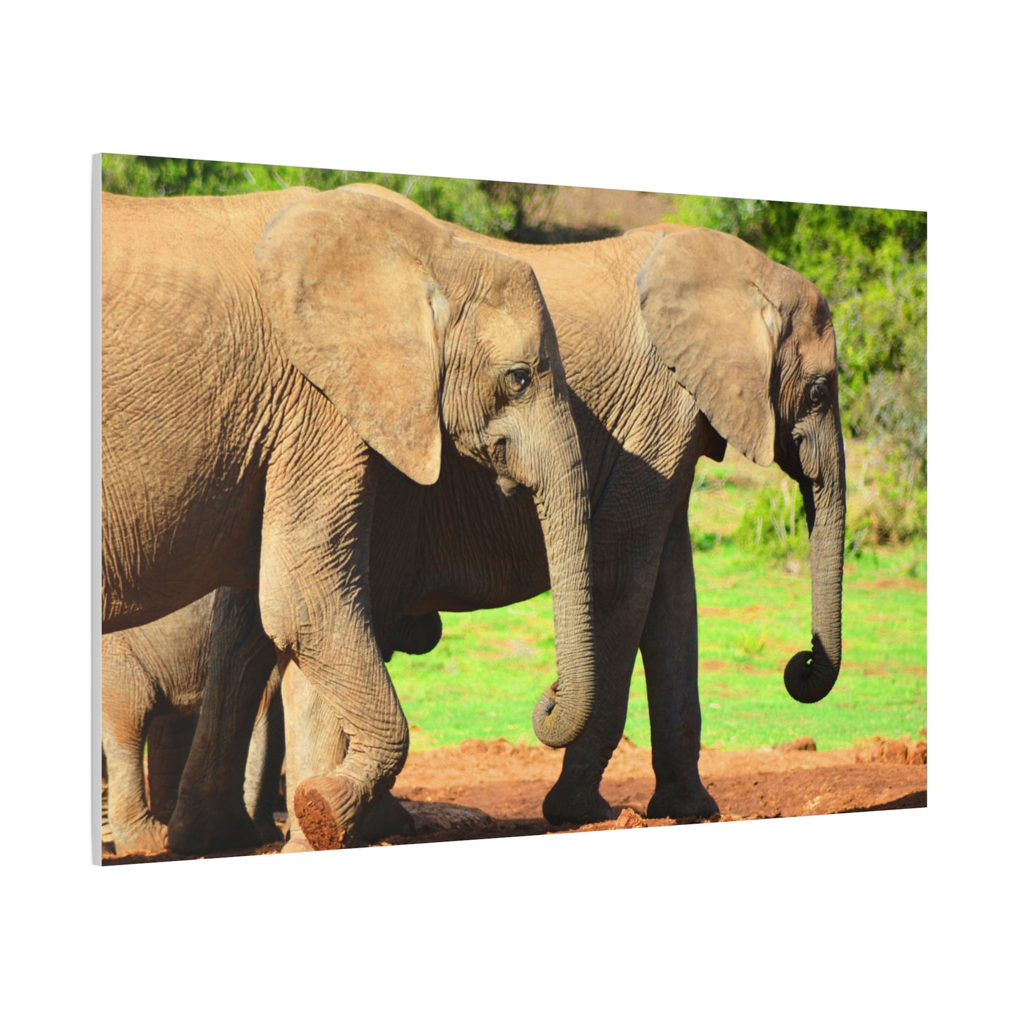 African Elephants - Canvas Print