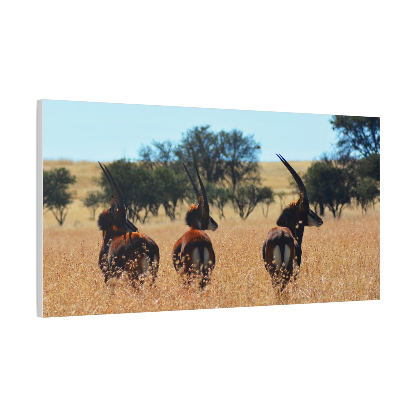 Sable Trio in Africa Canvas Print