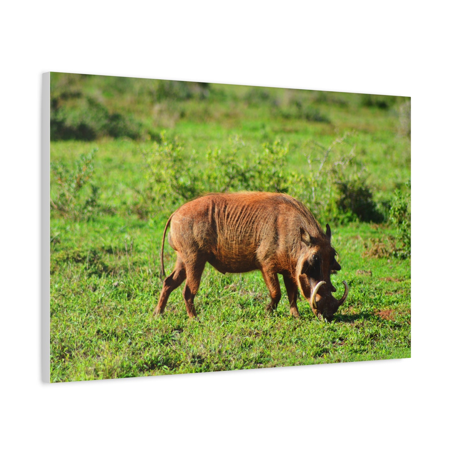 African Warthog - Canvas Print