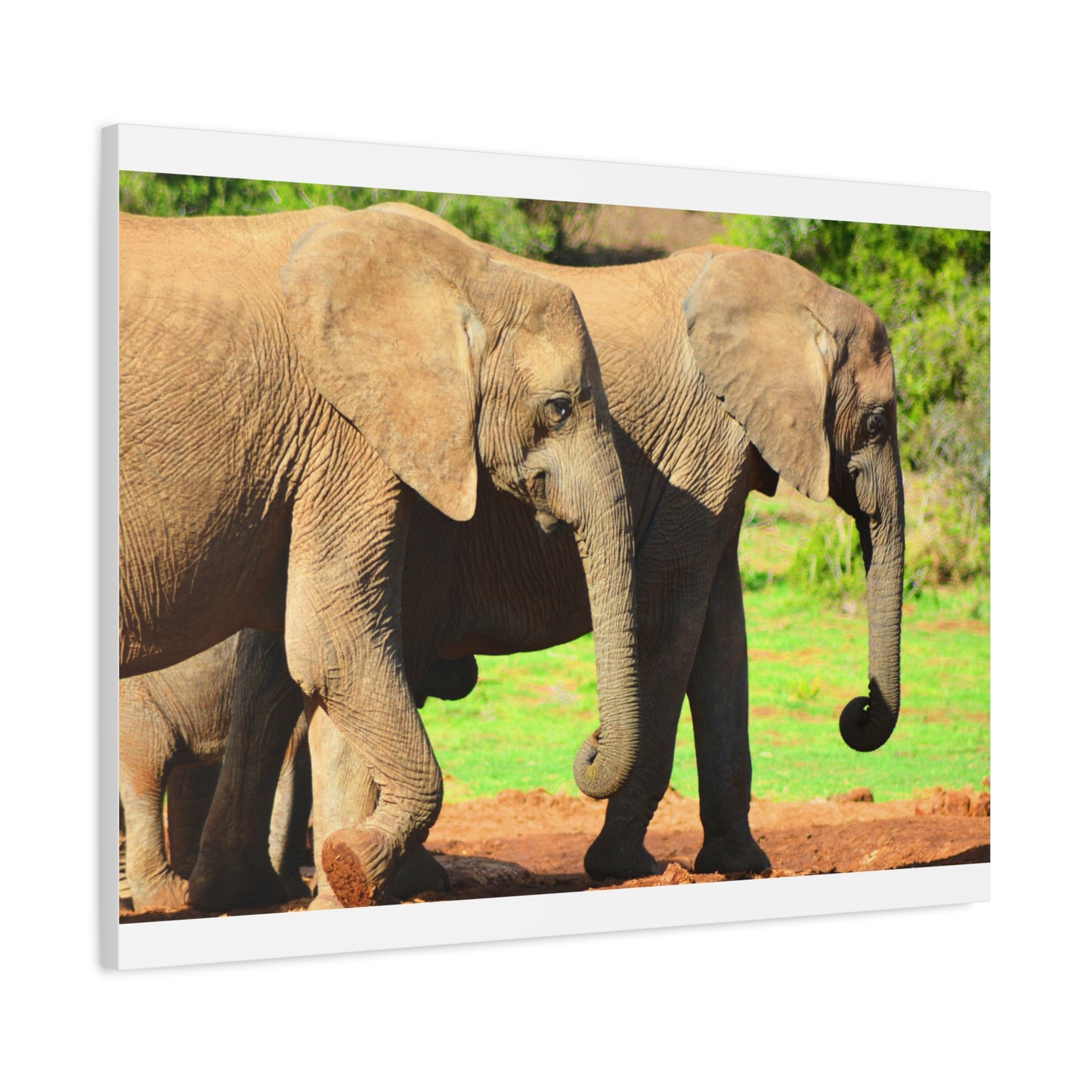 African Elephants - Canvas Print