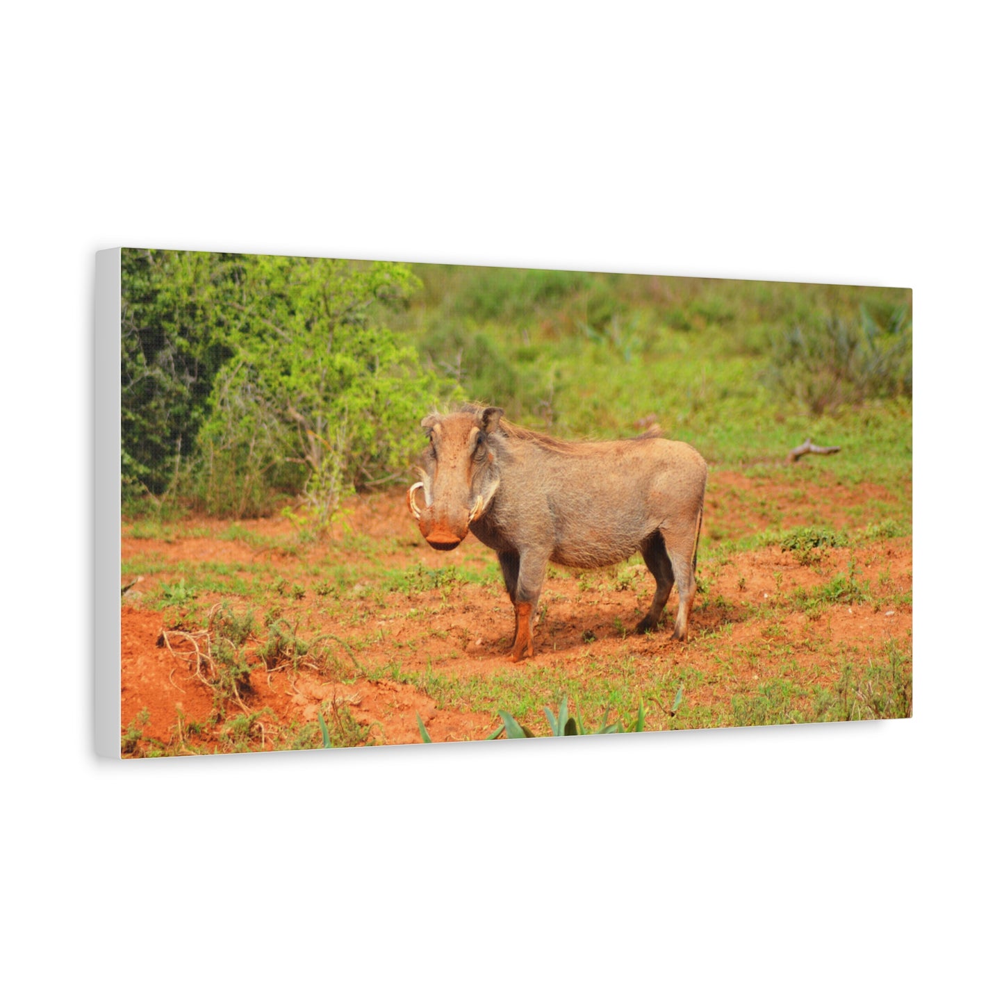 Dirty Warthog - Canvas Print