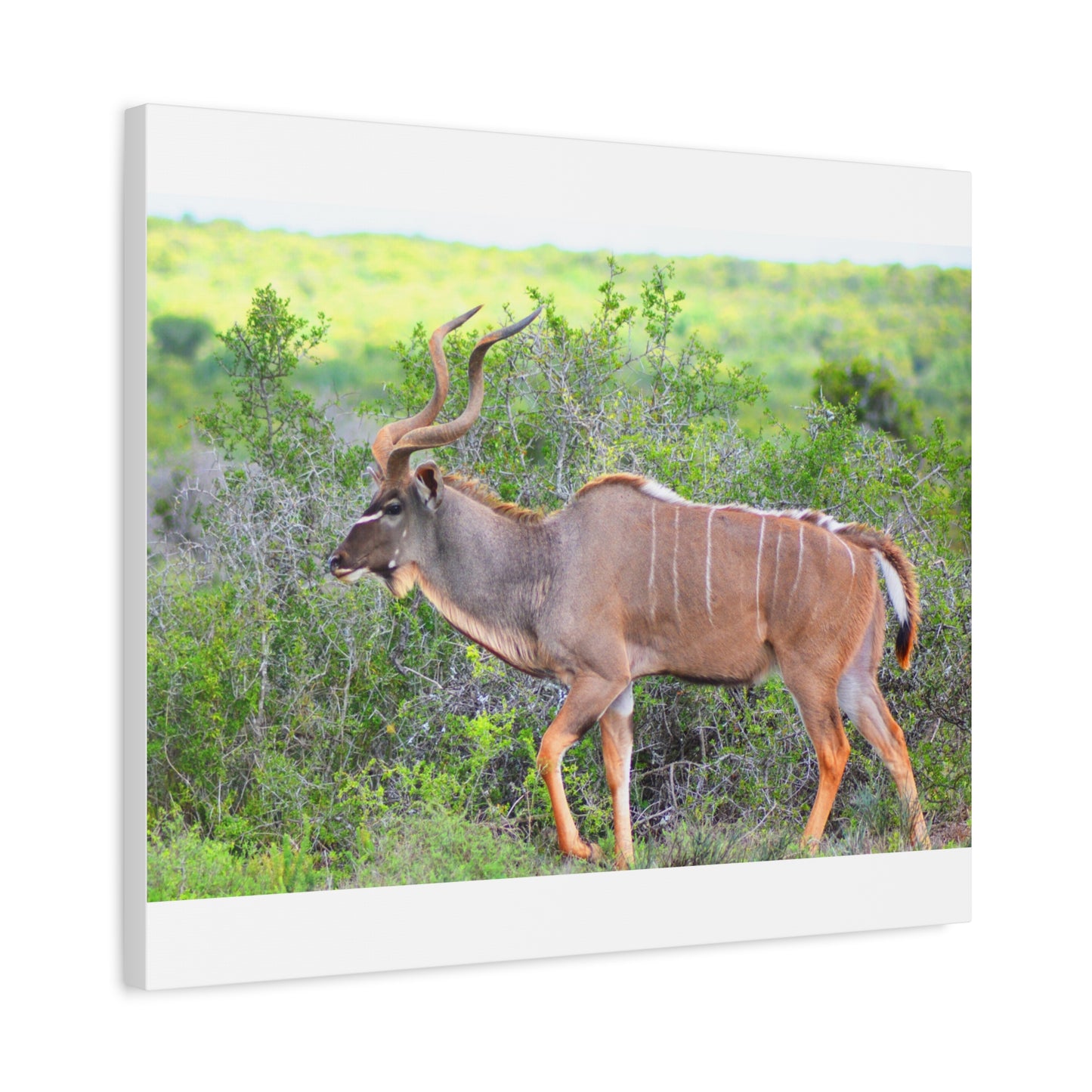 Africa Kudu Bull - Canvas Print